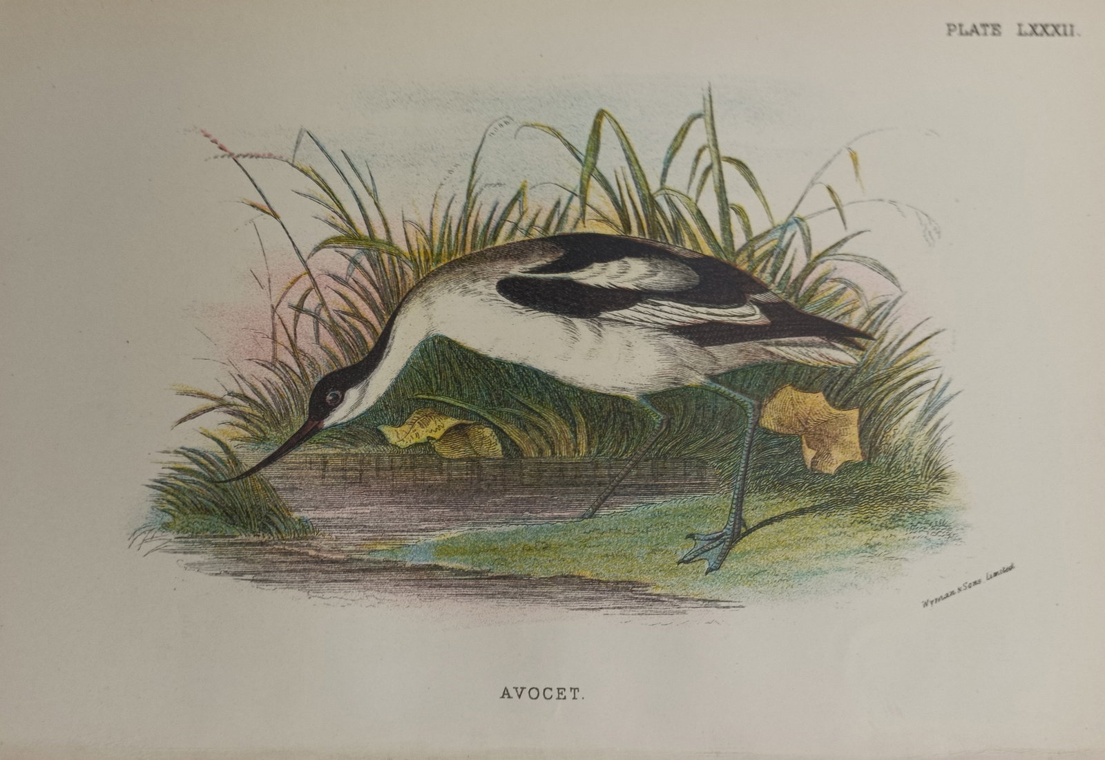 Francis Orpen Morris – Avocet – Engraving (19th Century) (1 of 2)