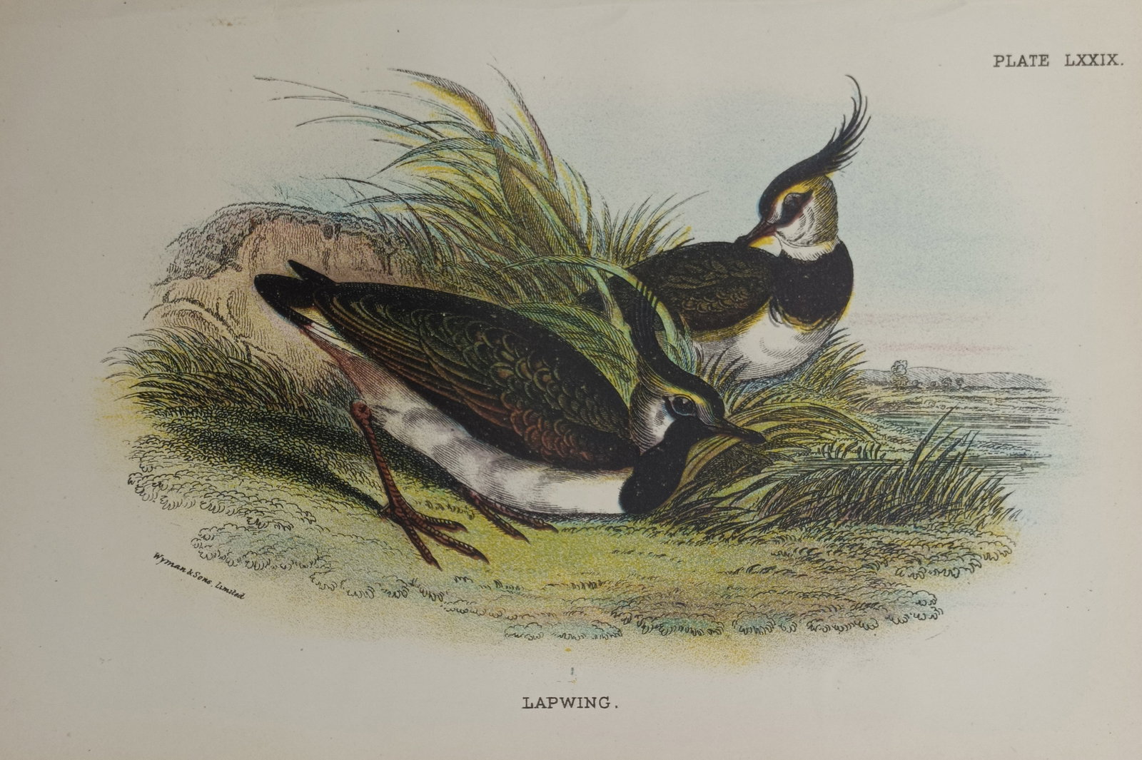 Francis Orpen Morris – Lapwing – Engraving (19th Century) (1 of 2)