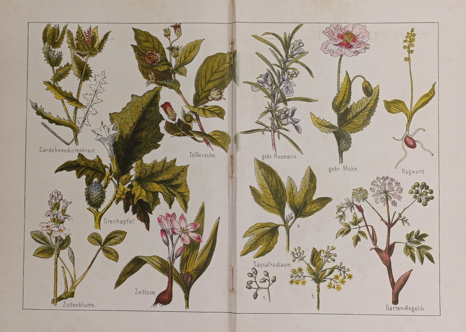 Friedrich Eduard Bilz – Medicinal Plants and Botanical Studies – Lithograph (19th Century): "Medicinal Plants and Botanical Studies" presents a comprehensive botanical survey depicting a varied assortment of medicinal herbs, flowering specimens, and root structures displayed across a double-