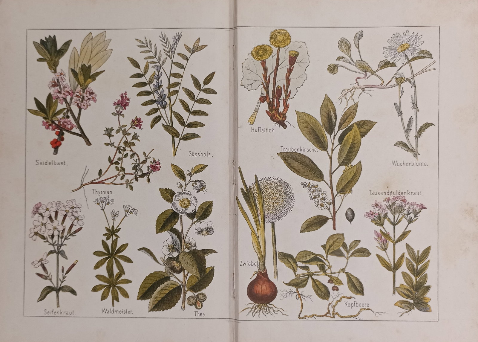 Friedrich Eduard Bilz – Botanical and Herbal Medicine Specimens – Lithograph (19th Century) (1 of 2)