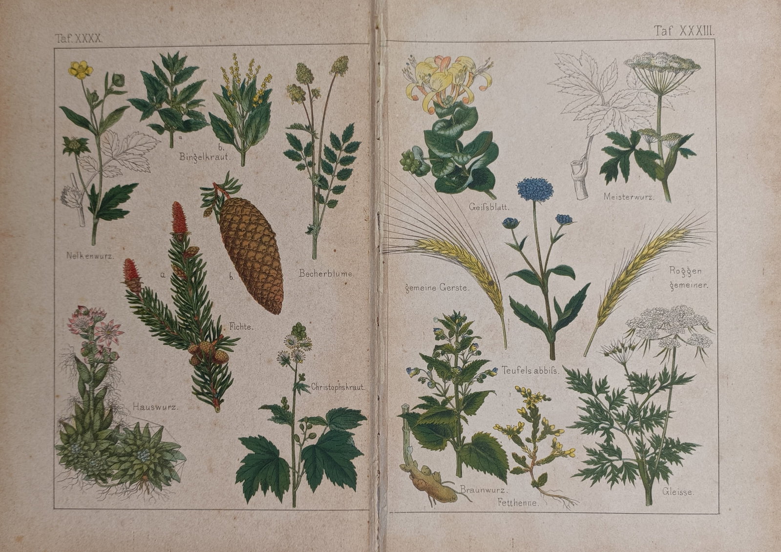 Friedrich Eduard Bilz – Botanical Specimens and Healing Flora – Lithograph (19th Century) (1 of 2)