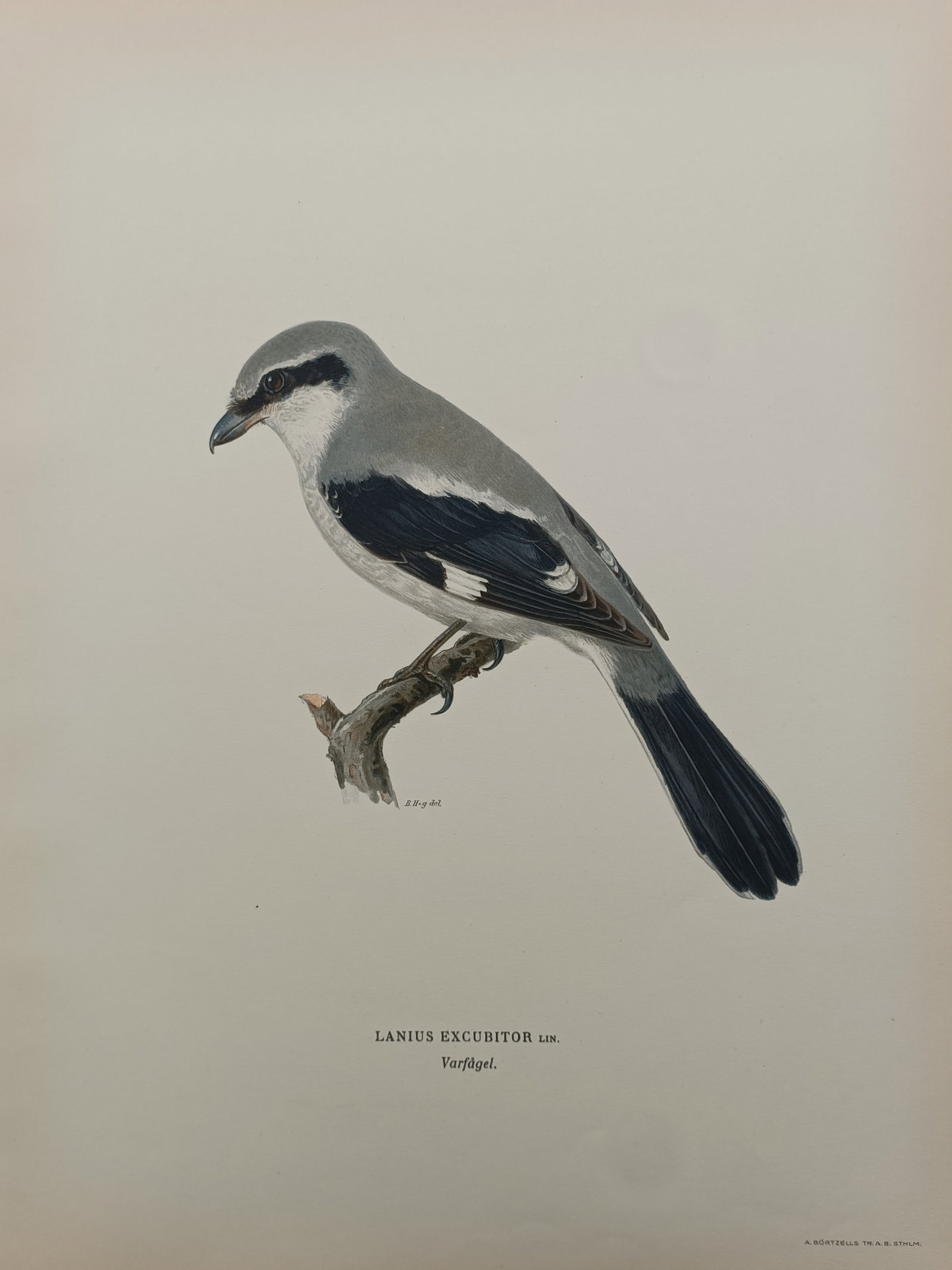 Magnus von Wright – Great Grey Shrike – Lithograph (1920s): "Great Grey Shrike" presents an ornithological study depicting the predatory songbird perched upon a weathered branch set against a plain ground. The color composition illustrates the contrasting grey