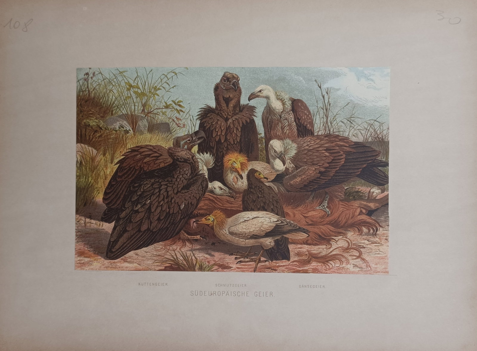 Alfred Edmund Brehm – South European Vultures – Lithograph (19th Century): "South European Vultures" presents an ornithological study depicting a gathering of scavengers including cinereous, griffon, and Egyptian vultures resting in an open natural habitat. The color composi