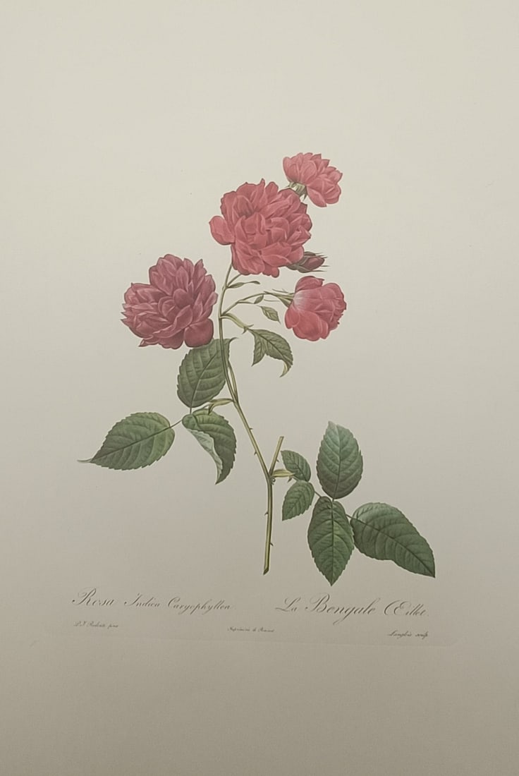 Pierre-Joseph Redouté, after – Carnation Bengal Rose – Offset print (20th Century): "Carnation Bengal Rose" presents an elegant botanical study depicting a blooming rose branch with richly layered petals, opening buds, and lush green leaves set against a plain ground. The composition