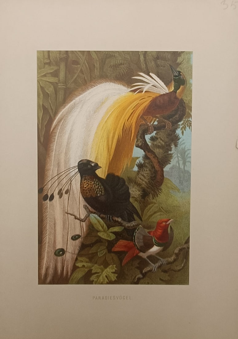 Alfred Edmund Brehm – Birds of Paradise – Lithograph (19th Century): "Birds of Paradise" presents a colorful ornithological study depicting several exotic species perched amidst lush tropical foliage. The composition showcases the magnificent display plumes, vibrant ir