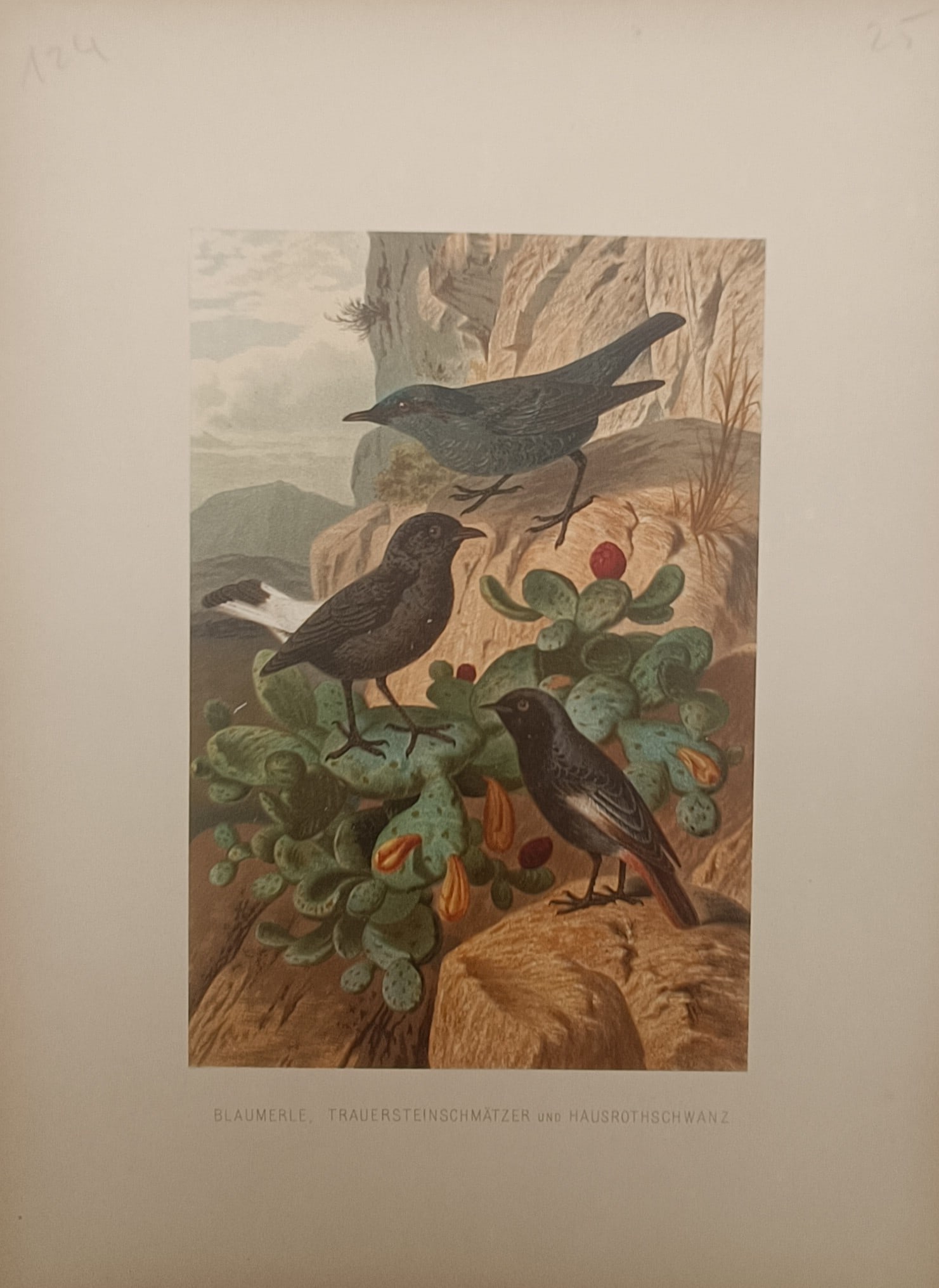 Alfred Edmund Brehm – Blue Rock Thrush, Black Wheatear, and Black Redstart – Lithograph (1 of 2)