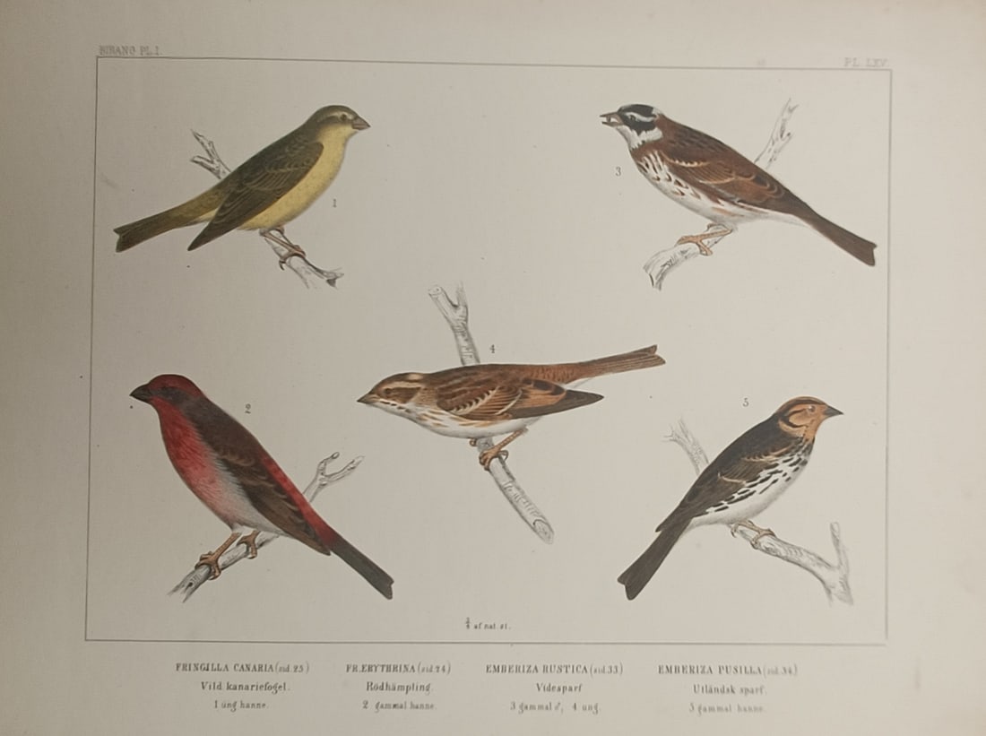 Peter Åkerlund – Wild Canary, Rosefinch, and Buntings – Lithograph (19th Century): "Wild Canary, Rosefinch, and Buntings" presents an ornithological study depicting several small passerine birds perched on branches set against a plain ground. The color composition showcases the vari