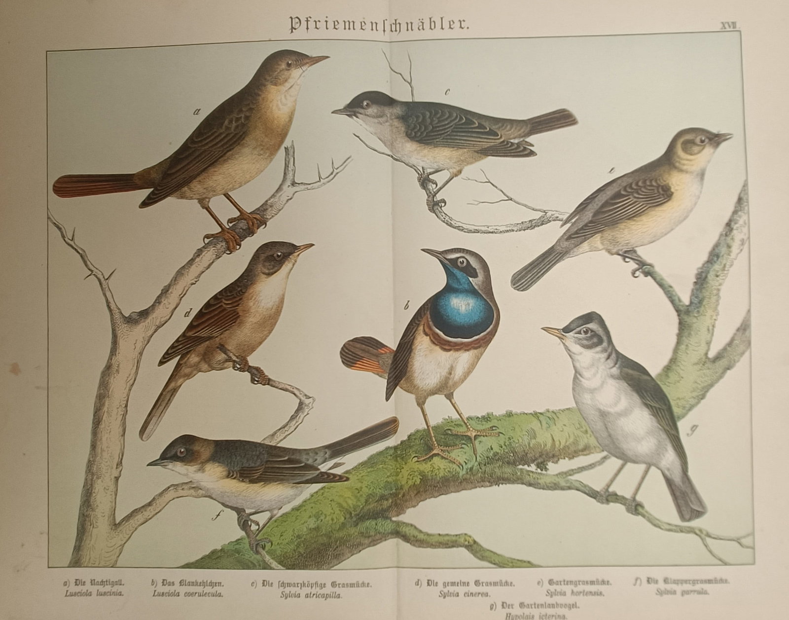 Gotthilf Heinrich von Schubert – Warblers and Nightingales – Lithograph (19th Century) (1 of 2)