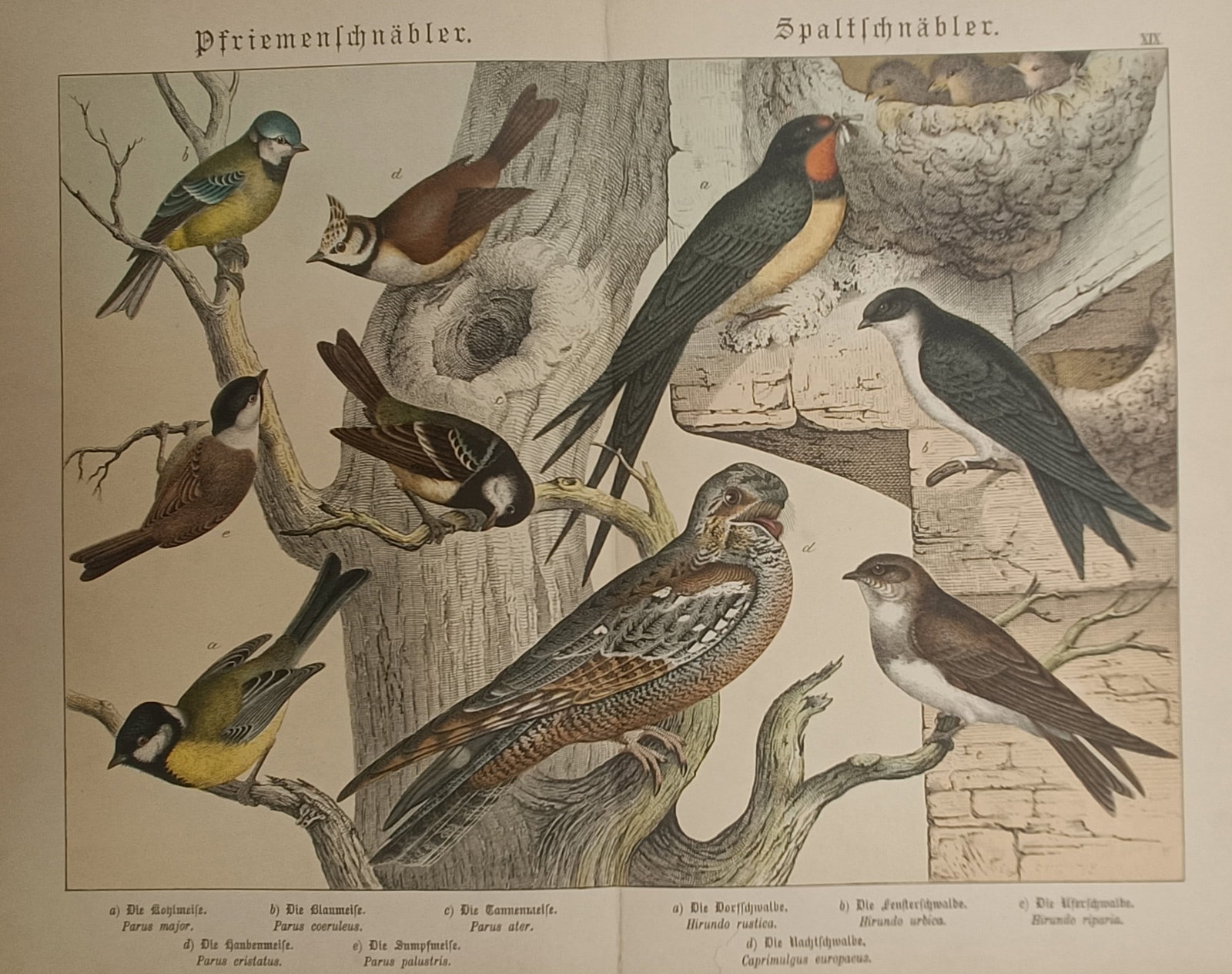 Gotthilf Heinrich von Schubert – Tits, Swallows, and Nightjar – Lithograph (19th Century) (1 of 2)