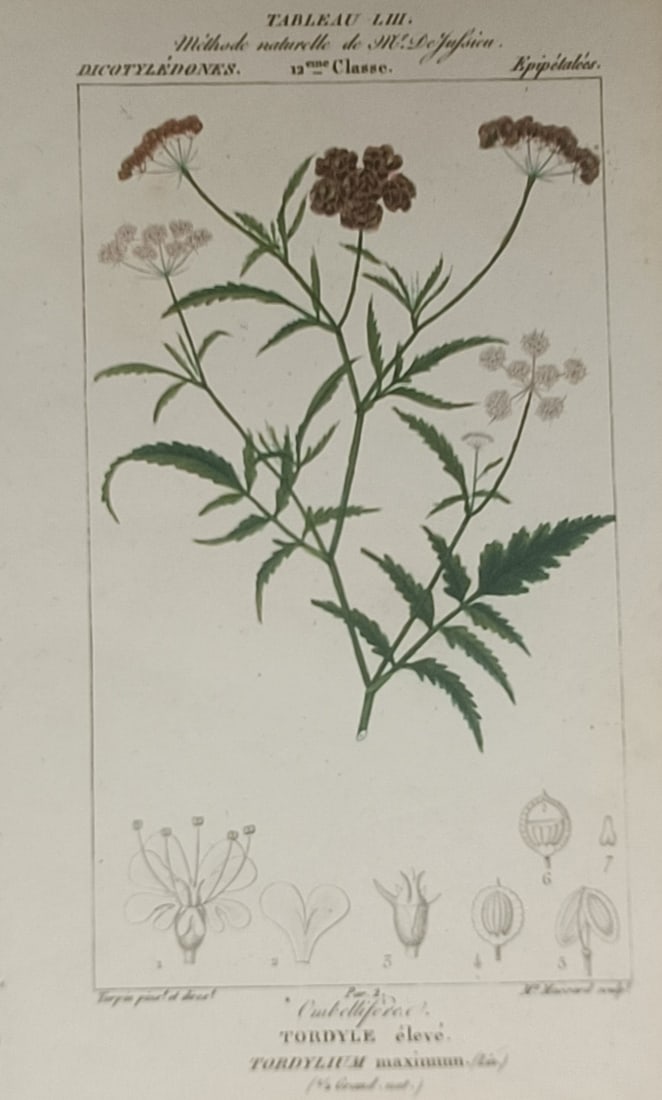 Pierre Jean François Turpin – Tall Hartwort – Engraving (19th Century): "Tall Hartwort" presents a detailed botanical study depicting the flowering umbels, serrated foliage, and dissected seed and floral elements of the wild plant. The composition illustrates the natural 