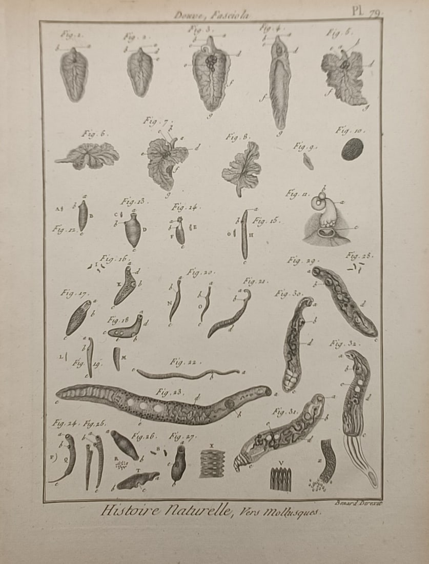Robert Bénard – Fluke Worms and Parasitic Specimen Studies – Engraving (18th Century) (1 of 2)