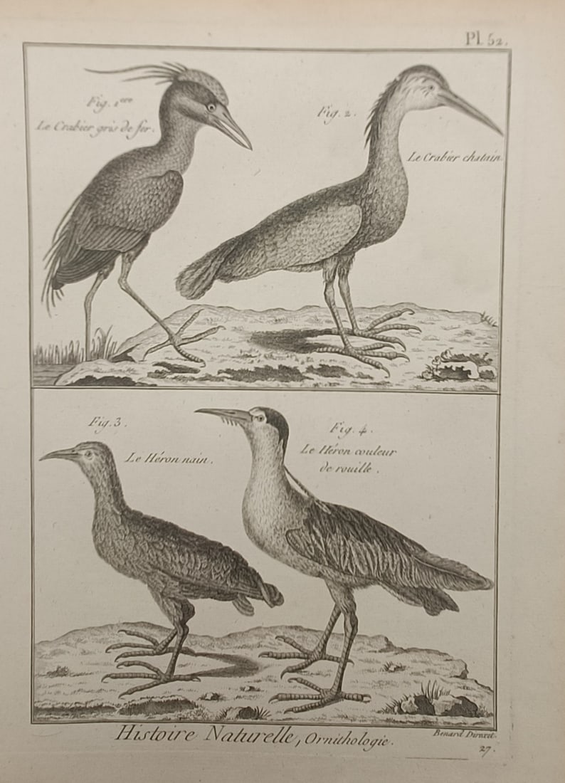 Robert Bénard – Herons and Pond Herons – Engraving (18th Century) (1 of 2)
