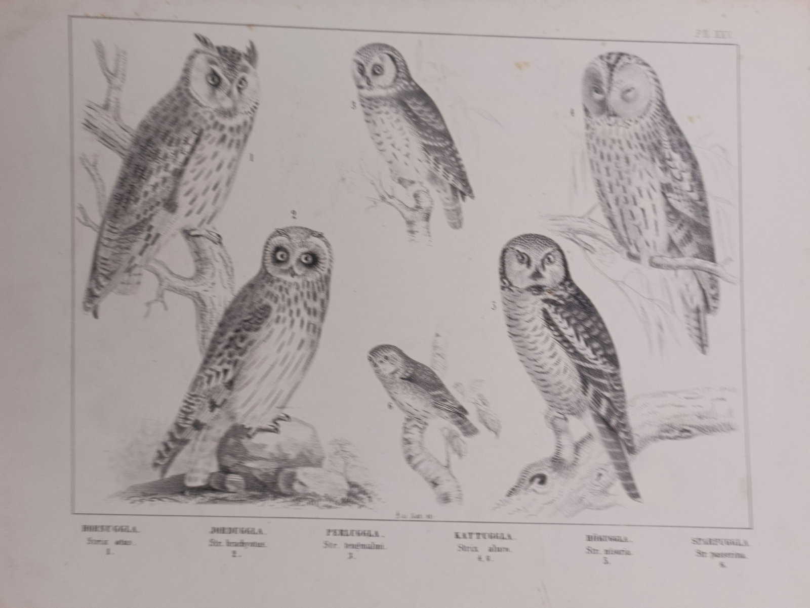 Peter Åkerlund – European Owls – Lithograph (19th Century): "European Owls" presents a detailed ornithological study depicting six species of nocturnal raptors perched on branches and rocky perches against a plain ground. The monochrome composition showcases t