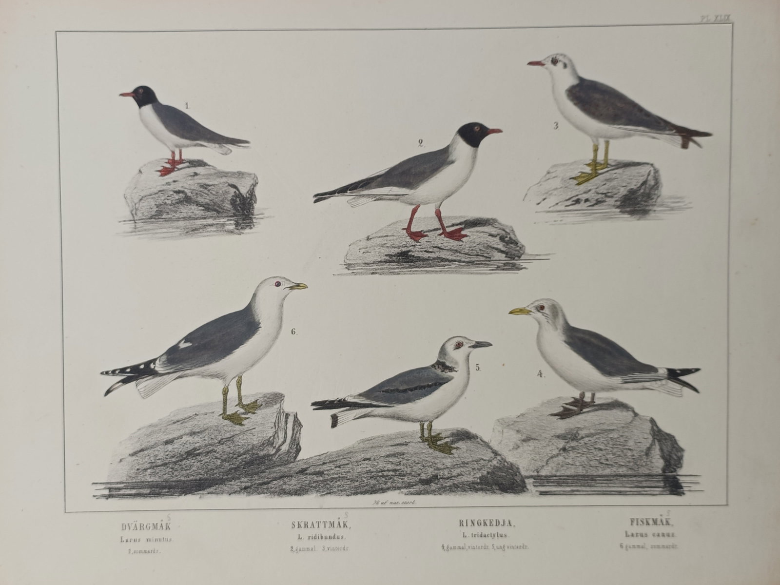 Peter Åkerlund – Gulls and Kittiwake – Lithograph (19th Century): "Gulls and Kittiwake" presents an ornithological study depicting several coastal seabird species, including little gulls, black-headed gulls, black-legged kittiwakes, and common gulls perched on rocks