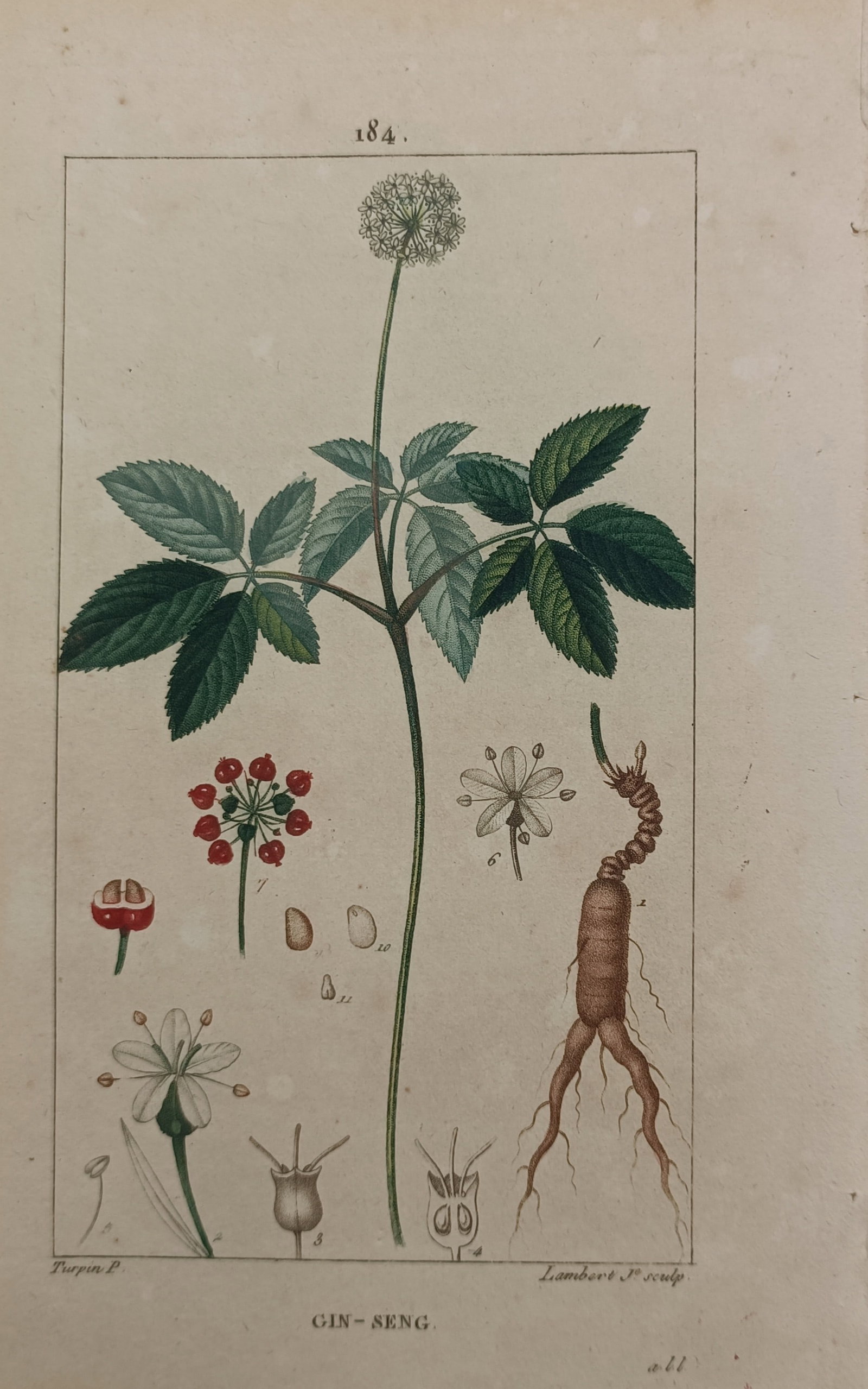Pierre Jean François Turpin – Ginseng – Stipple Engraving (19th Century) (1 of 2)