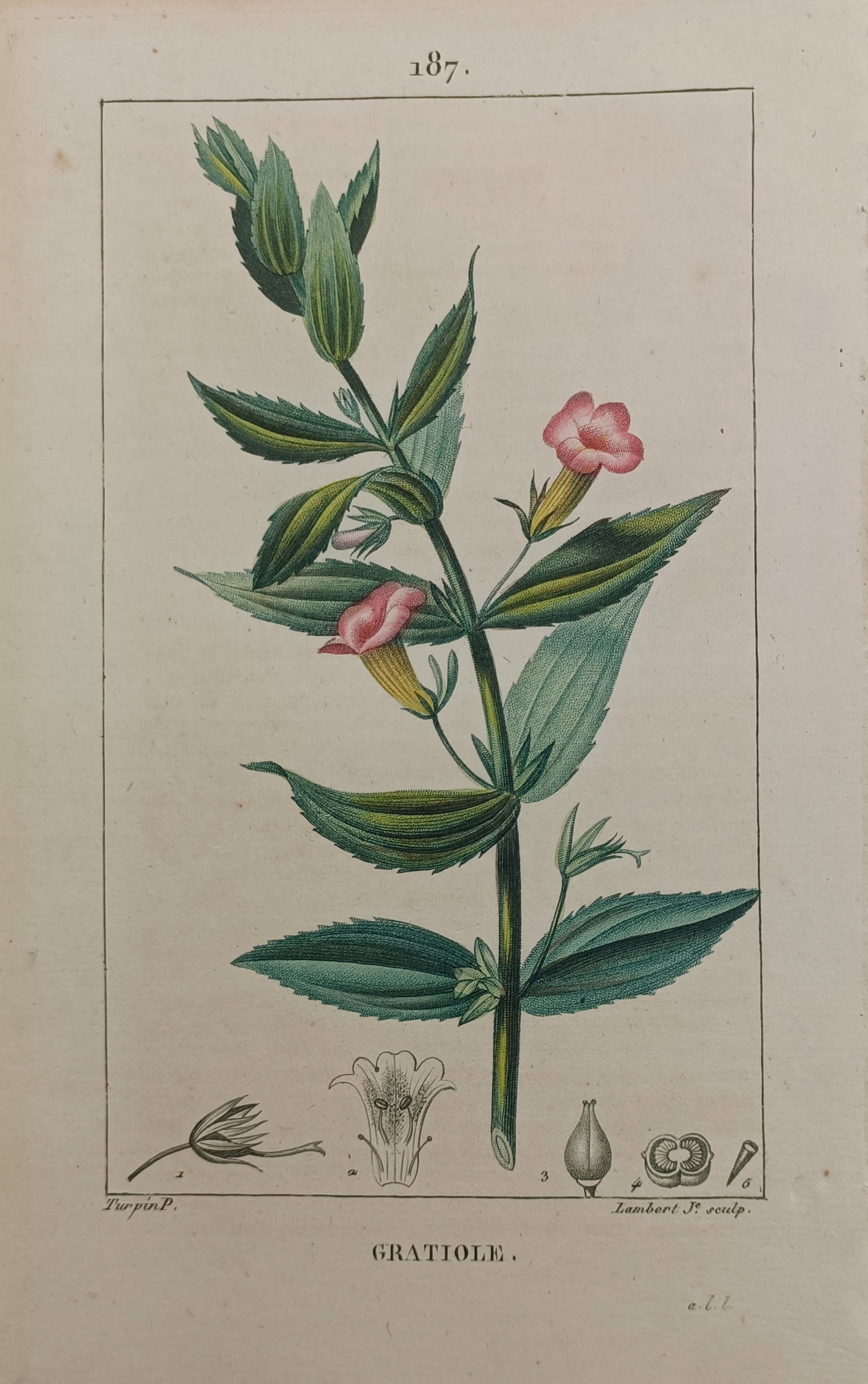 Pierre Jean François Turpin – Hedge Hyssop (Gratiola officinalis) – Stipple Engraving (19th (1 of 2)