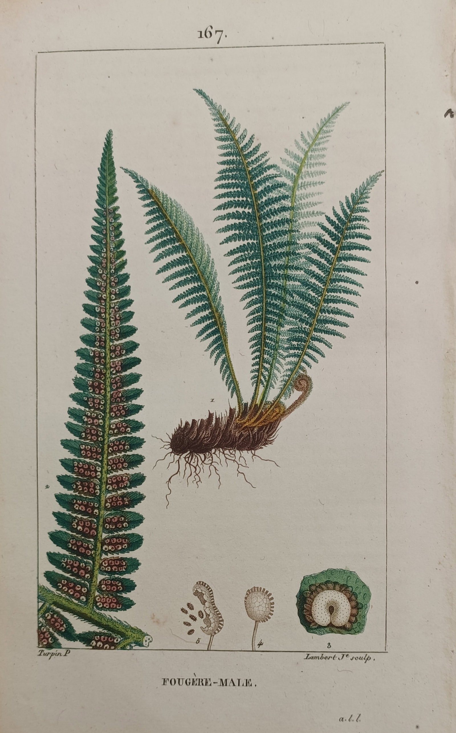 Pierre Jean François Turpin – Male Fern (Dryopteris filix-mas) – Stipple Engraving (19th (1 of 2)
