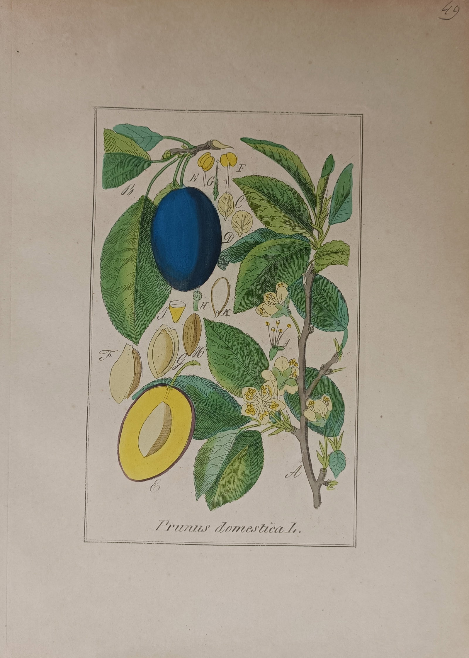 Max Schulze – European Plum (Prunus domestica) – Lithograph (19th Century): "Prunus Domestica" presents a botanical study illustrating a fruiting and flowering branch of the European plum tree alongside cross-sectional and anatomical dissections of the fruit, stone, and bloss