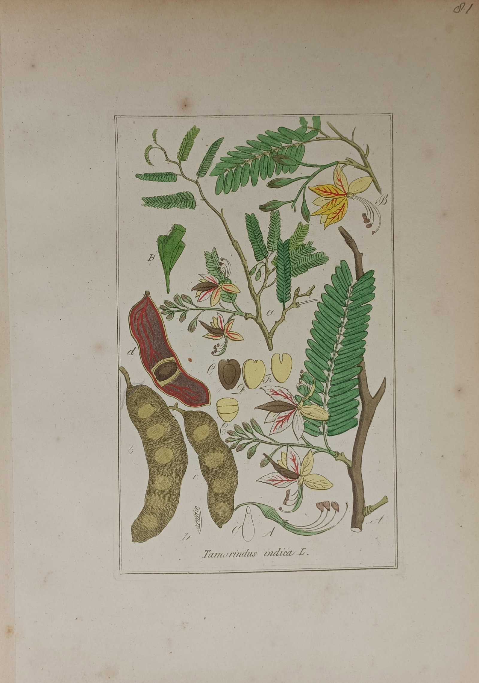 Max Schulze – Tamarind (Tamarindus indica) – Lithograph (19th Century) (1 of 2)