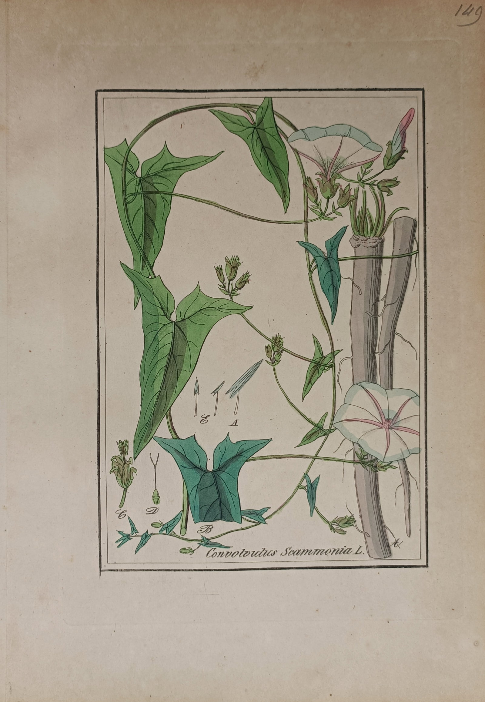 Max Schulze – Scammony (Convolvulus scammonia) – Lithograph (19th Century) (1 of 2)