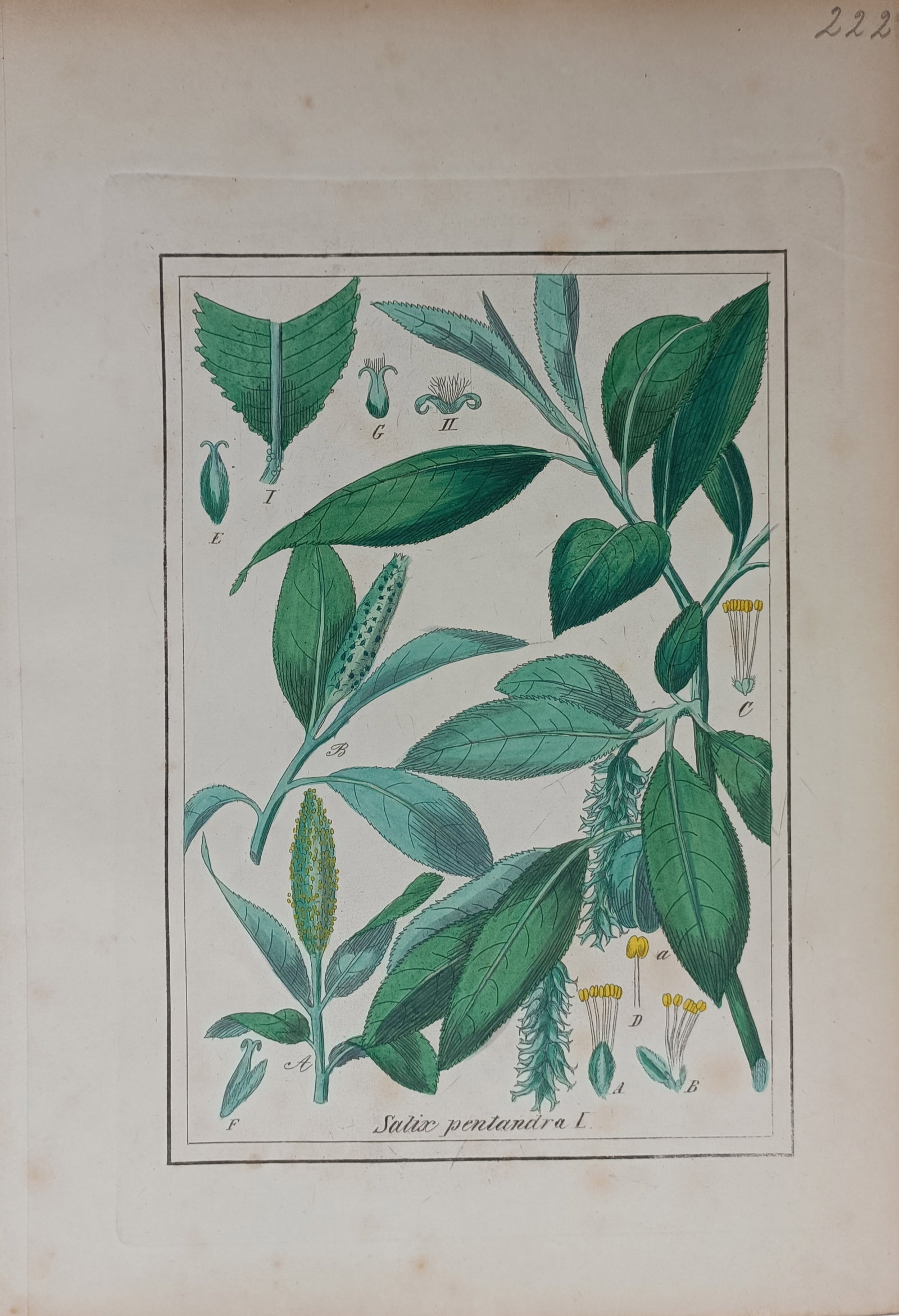 Max Schulze – Bay Willow (Salix pentandra) – Lithograph (19th Century) (1 of 2)