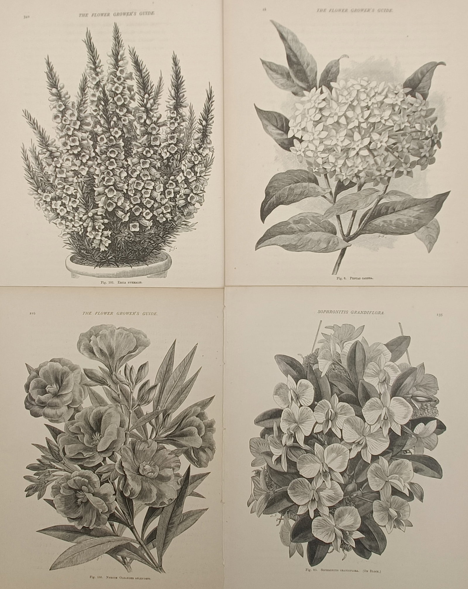 John Wright – Set 4: Botanical Studies of Flowering Plants – Engravings (19th Century): "The Flower Grower's Guide" presents botanical studies of cultivated ornamental flowering plants including heath, pentas, oleander, and orchids. The monochrome illustrations feature detailed floral bl