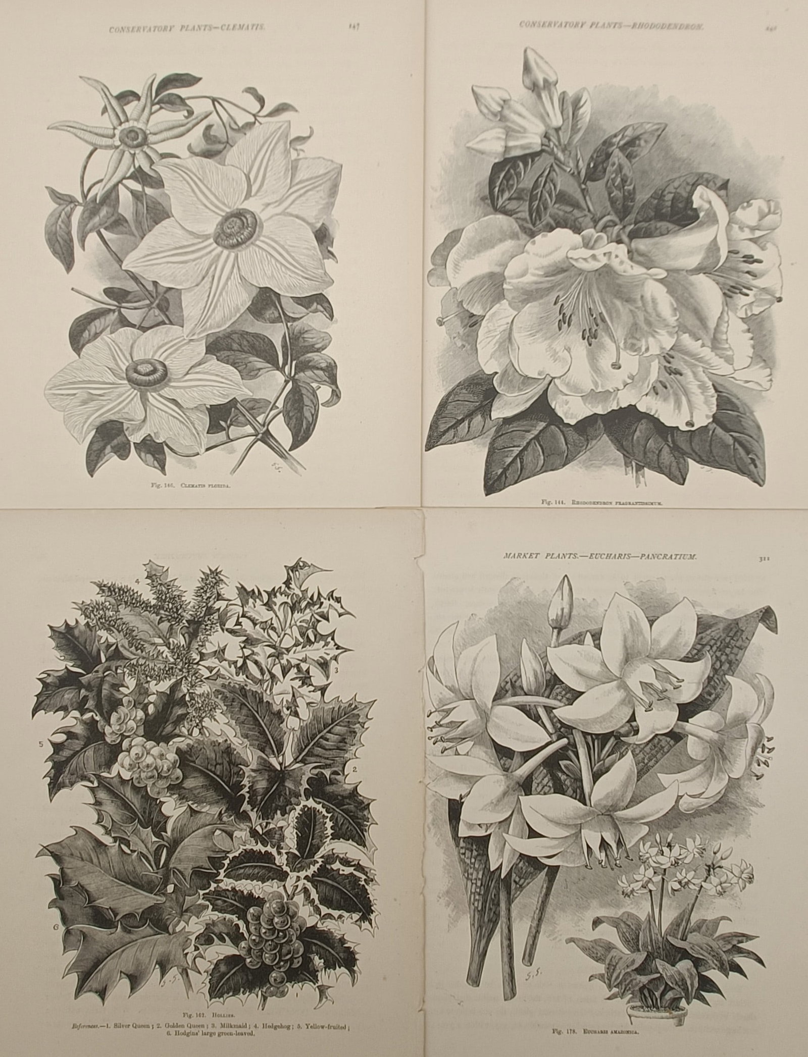 John Wright – Set of 4: Conservatory and Market Flowering Plants – Engravings (19th Century) (1 of 2)