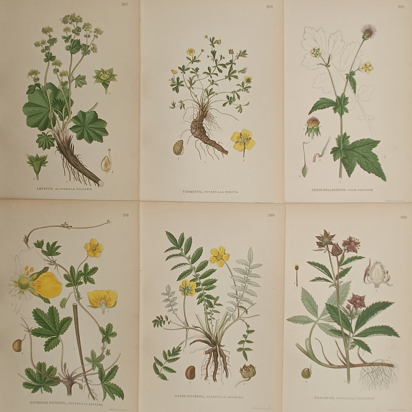 Carl Lindman – Set of 6: Lady's Mantle, Cinquefoils, and Marshlock – Lithographs (20th Century): "Pictures of Northern Flora" presents a set of six color botanical studies depicting native Nordic flora including lady's mantle, varied cinquefoil species, urban avens, and marsh cinquefoil. The plat