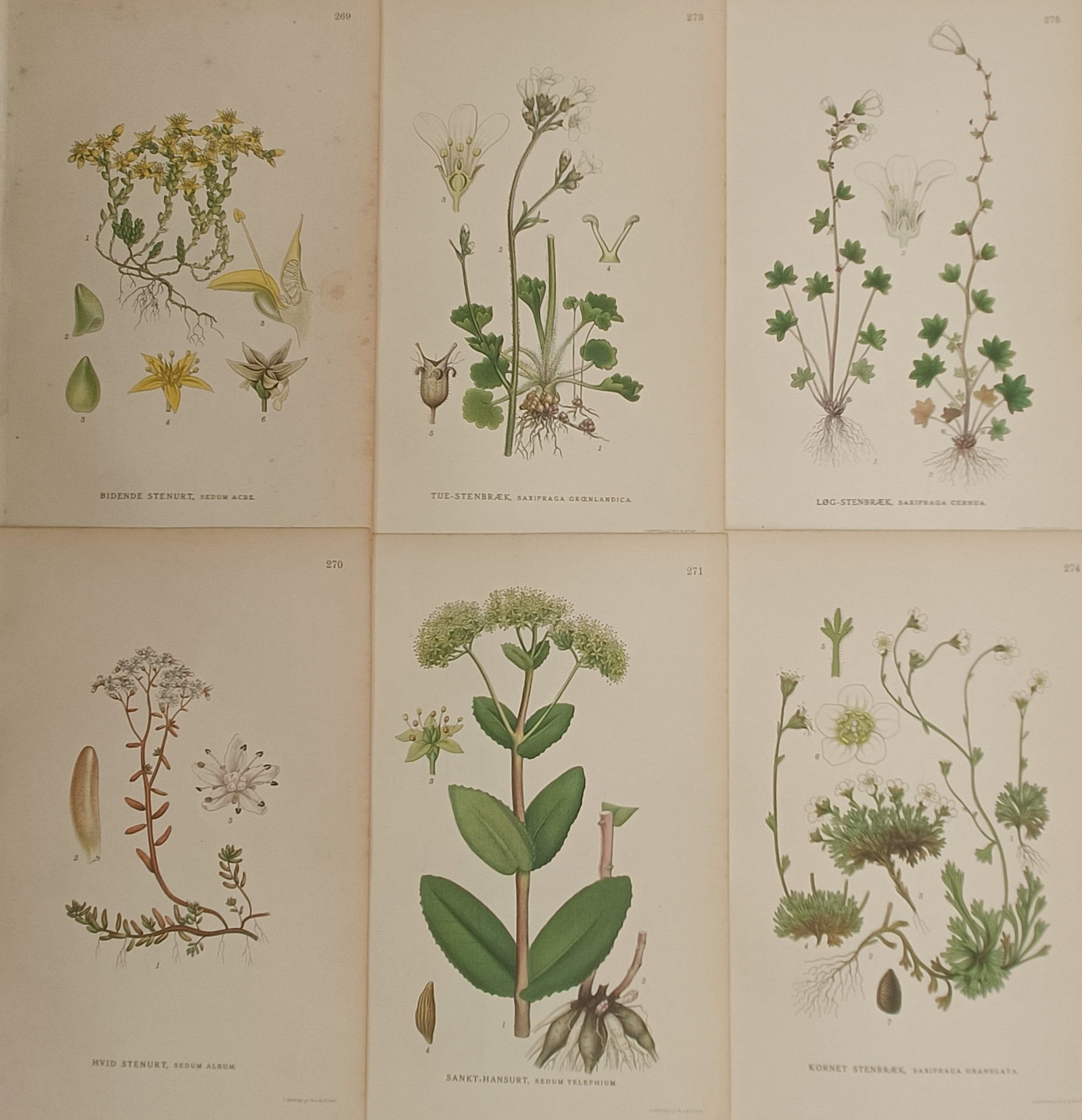 Carl Lindman – Set of 6: Stonecrops and Saxifrages – Lithographs (20th Century): "Pictures of Northern Flora" presents a set of six color botanical studies depicting native Nordic succulent and alpine flora, including varied stonecrops and saxifrage varieties. The detailed plates 