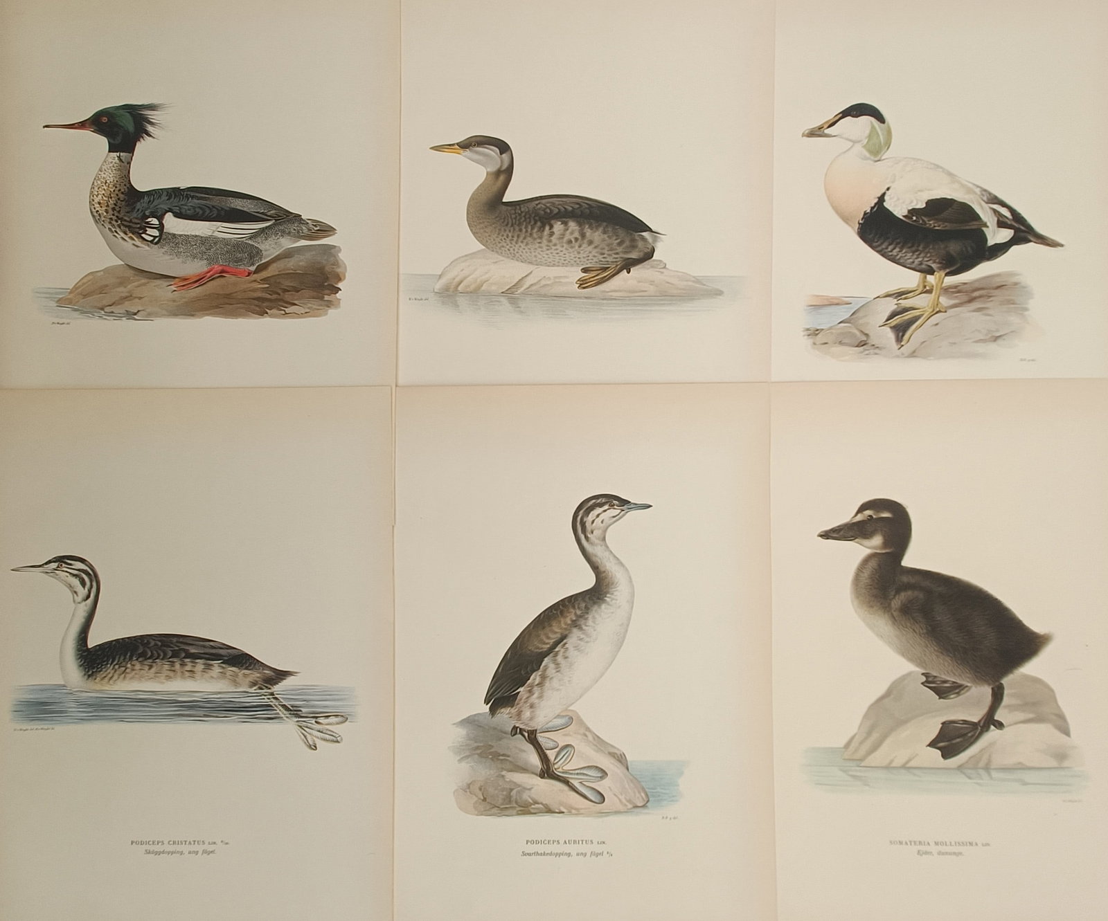 Magnus von Wright – Set of 6: Nordic Waterbirds, Grebes, and Eiders – Lithographs (1920s): "Swedish Birds" presents a set of six color ornithological plates illustrating Nordic waterfowl, including grebes, eiders, and mergansers in natural aquatic settings. The detailed illustrations depict