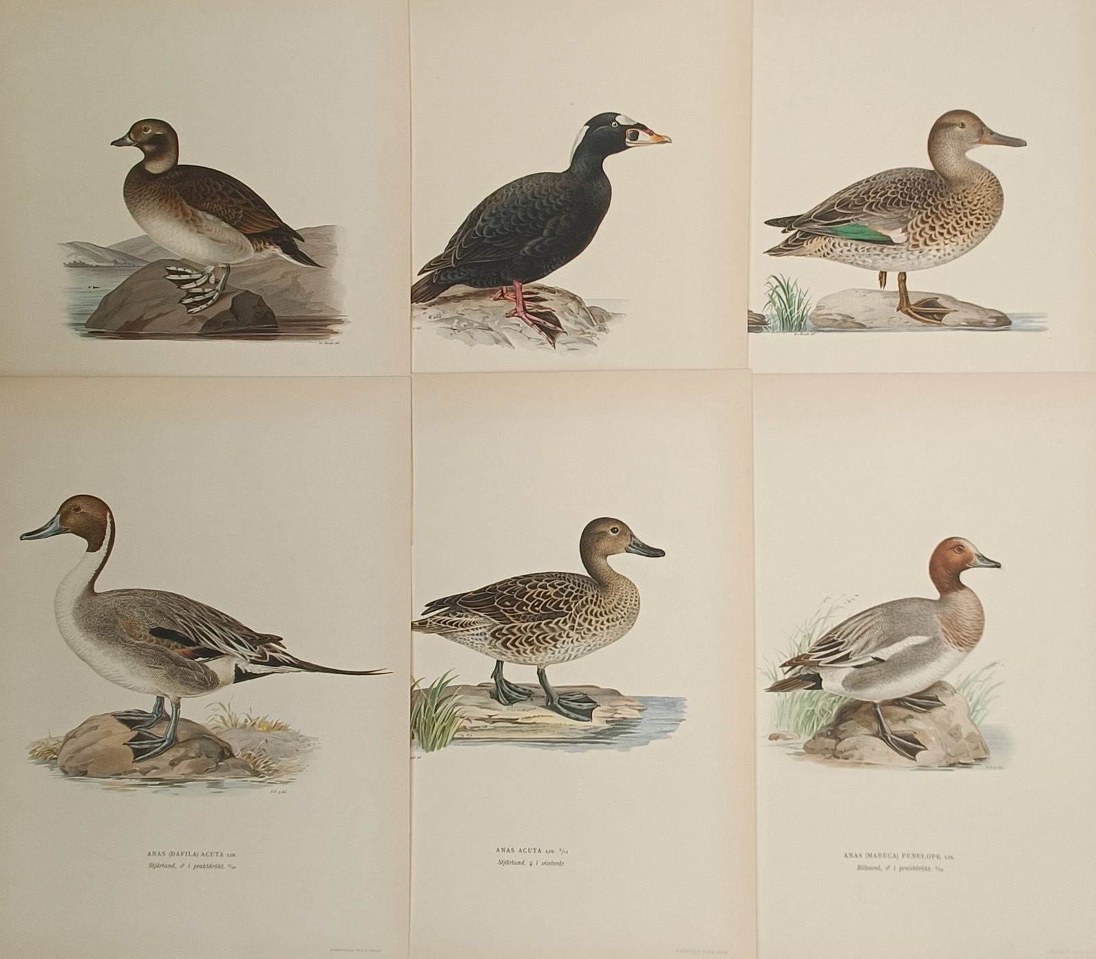 Magnus von Wright – Set of 6: Nordic Wild Ducks, Pintails, Scoters, and Wigeons – Lithographs: "Dabbling and Diving Ducks of the North" presents a set of six color ornithological plates illustrating male and female specimens of pintails, scoters, and wigeons in natural shoreline habitats. The d