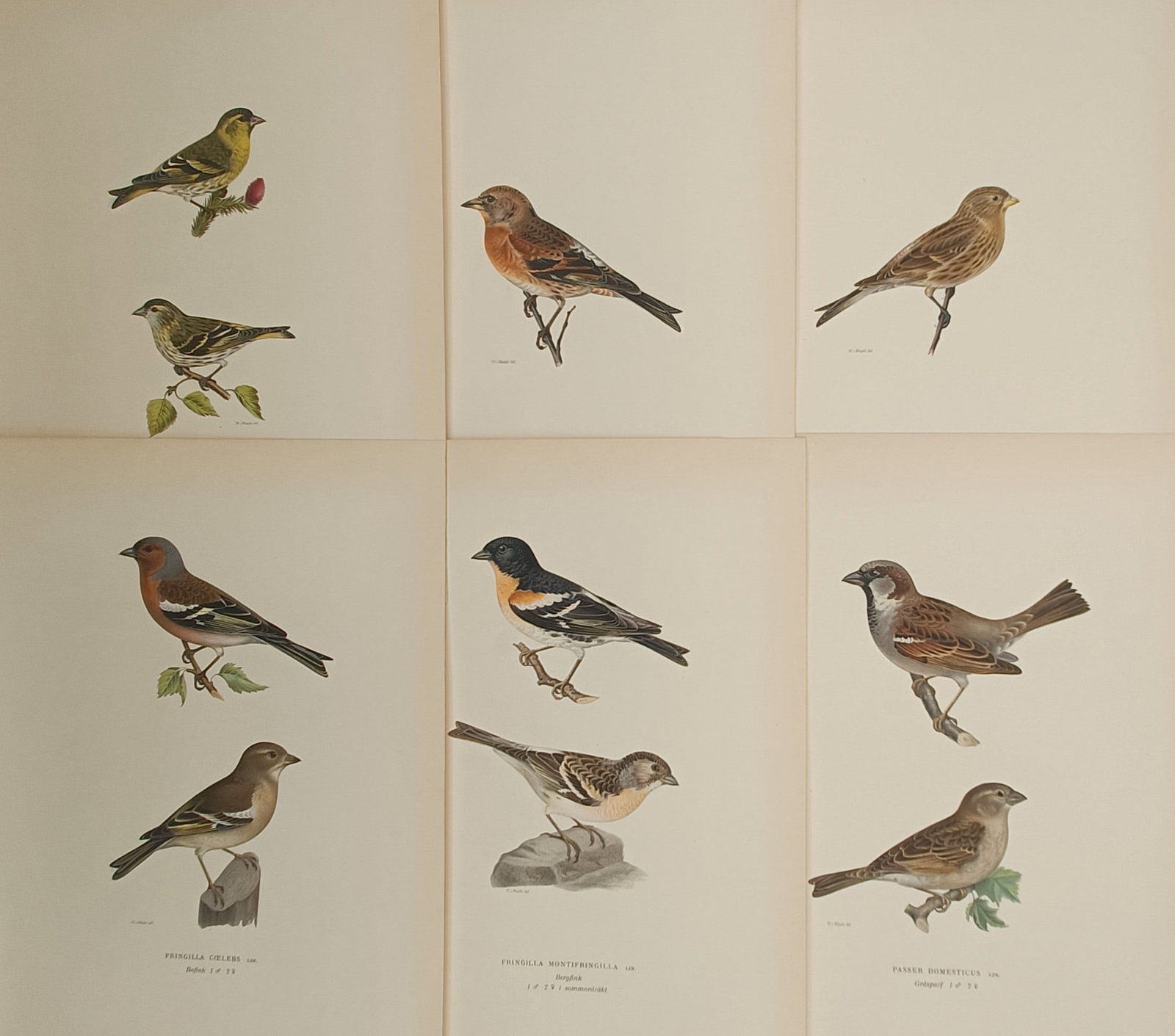 Magnus von Wright – Set of 6: Nordic Finches, Siskins, Bramblings, and House Sparrows: "Passerine Songbirds and Finches of the North" presents a set of six color ornithological plates illustrating songbirds including chaffinches, bramblings, siskins, and house sparrows perched on branch
