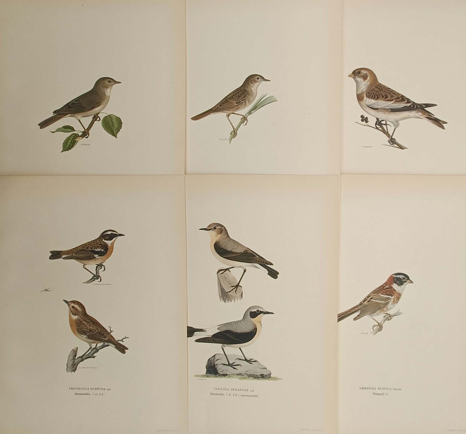 Magnus von Wright – Set of 6: Nordic Chats, Wheatears, Buntings, and Warblers – Lithographs: "Small Passerines and Chats of the North" presents a set of six color ornithological plates illustrating songbirds including wheatears, whinchats, buntings, and warblers perched on botanical sprigs, f