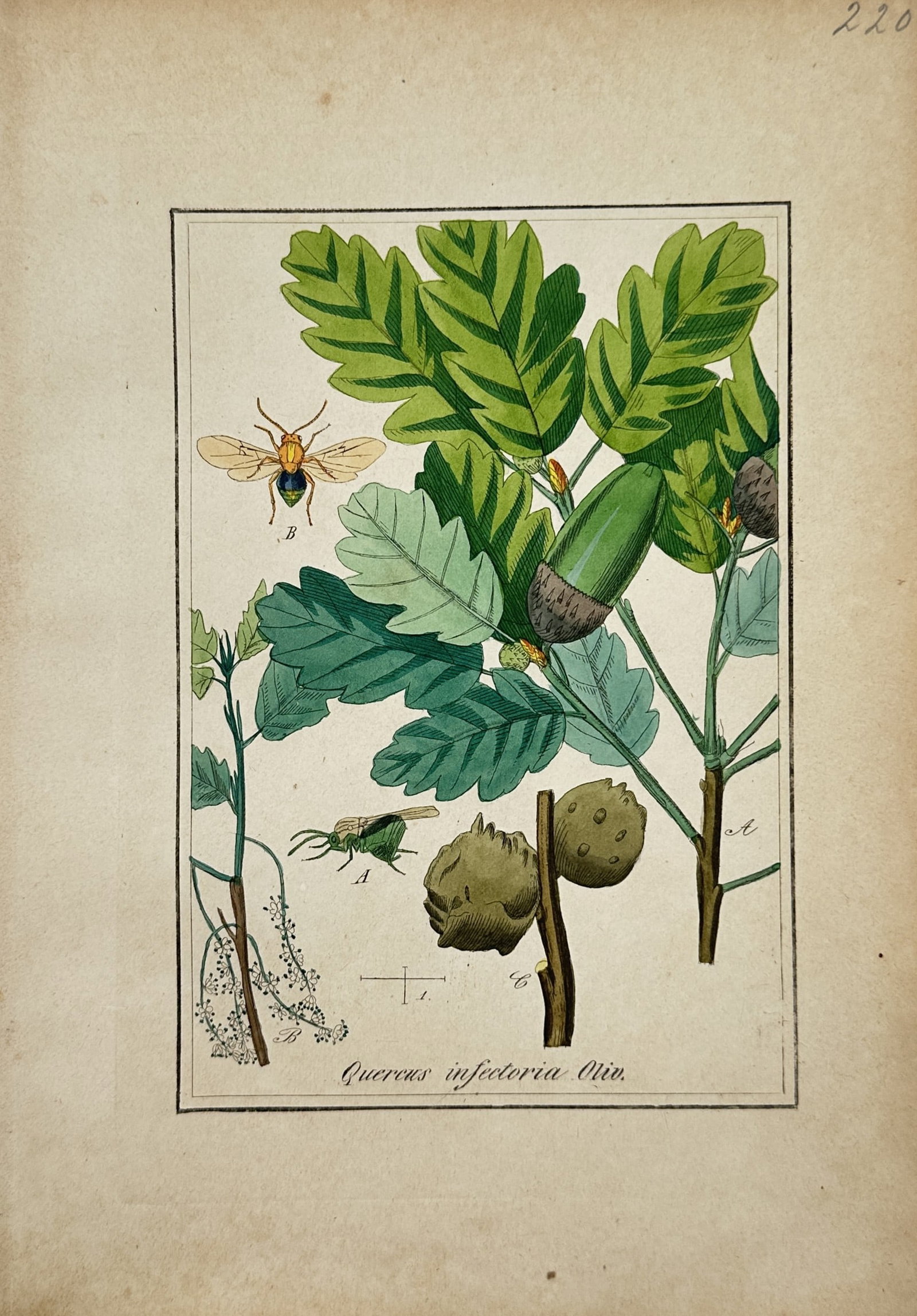 Max Schulze – Botanical Study of Aleppo Oak with Gall Wasps – Lithograph (19th Century) (1 of 2)