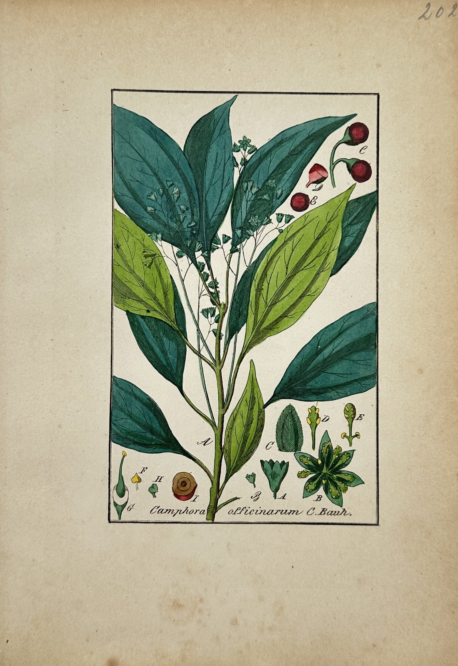 Max Schulze – Botanical Study of the Camphor Tree – Lithograph (19th Century) (1 of 2)