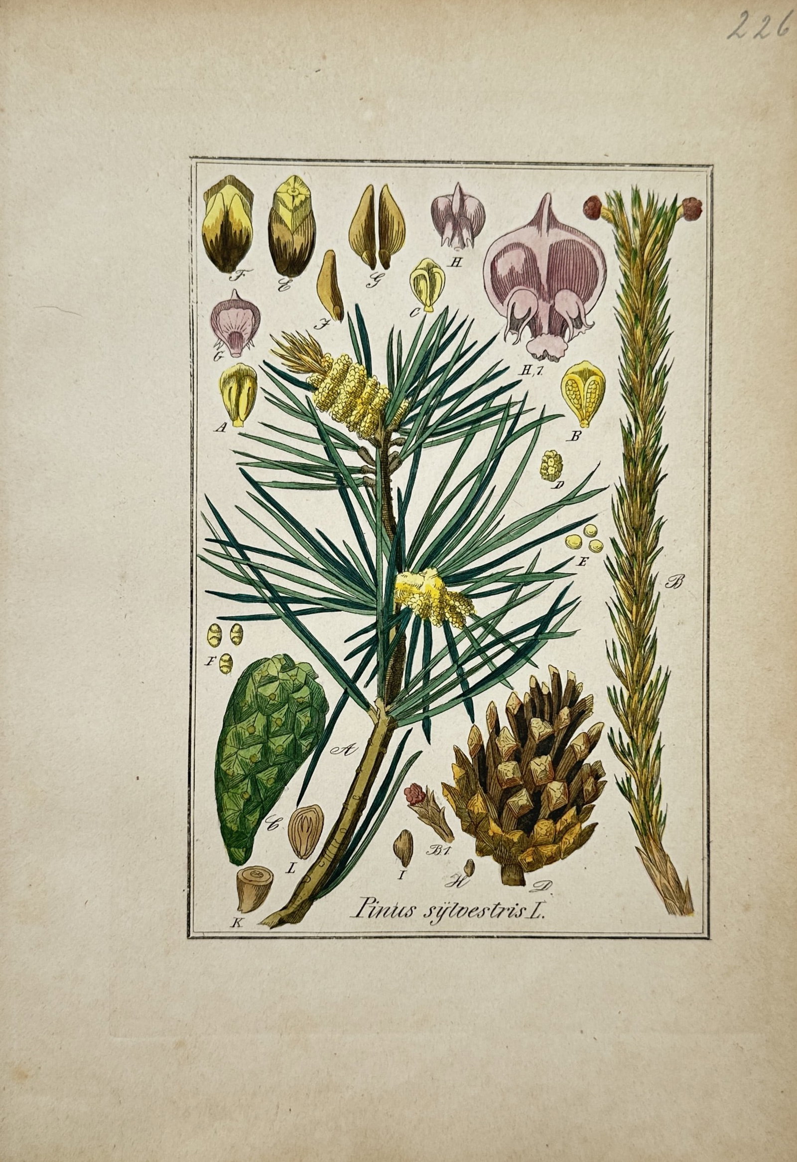 Max Schulze – Botanical Study of the Scots Pine – Lithograph (19th Century) (1 of 2)