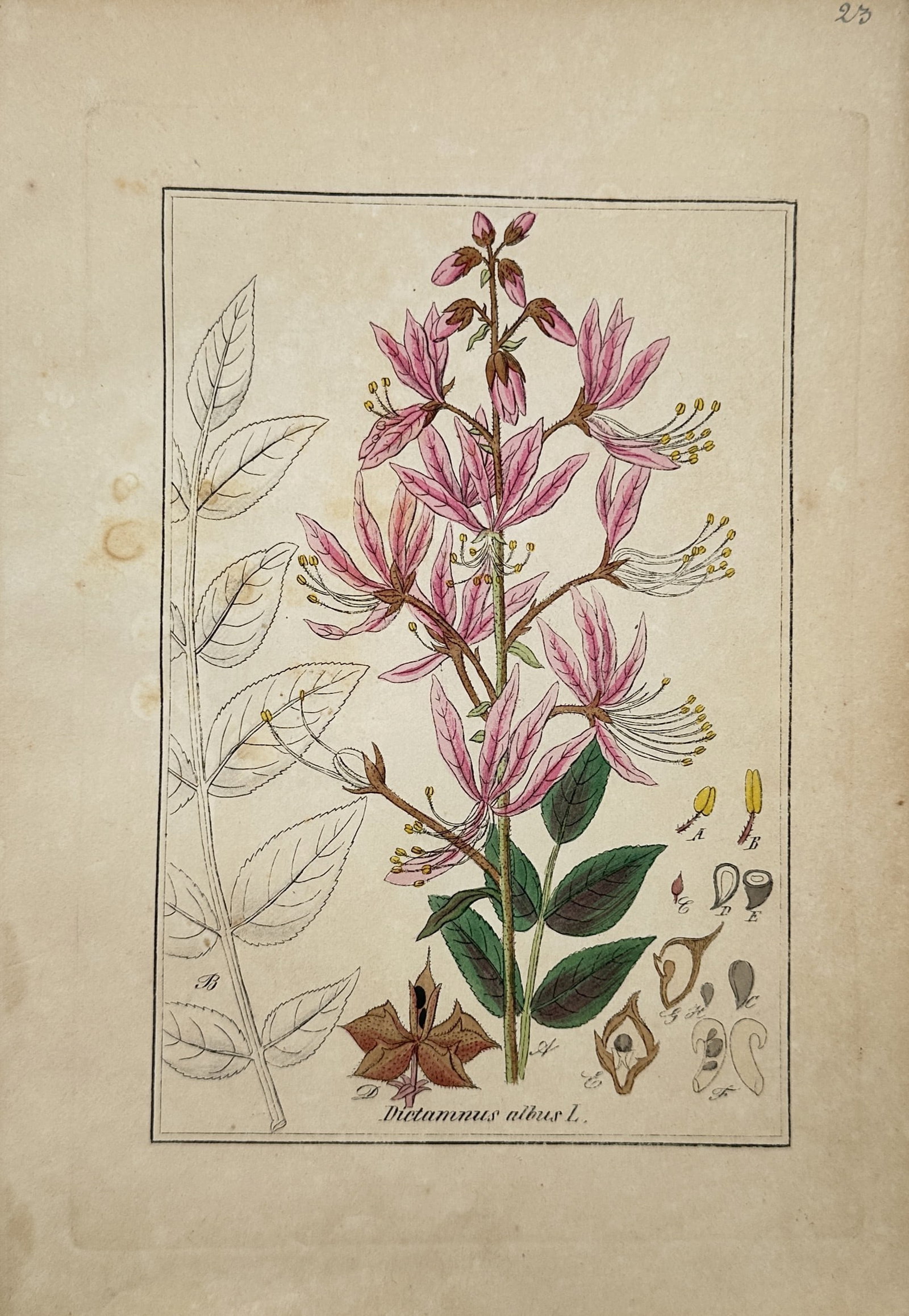 Max Schulze – Botanical Study of the Burning Bush – Lithograph (19th Century) (1 of 2)