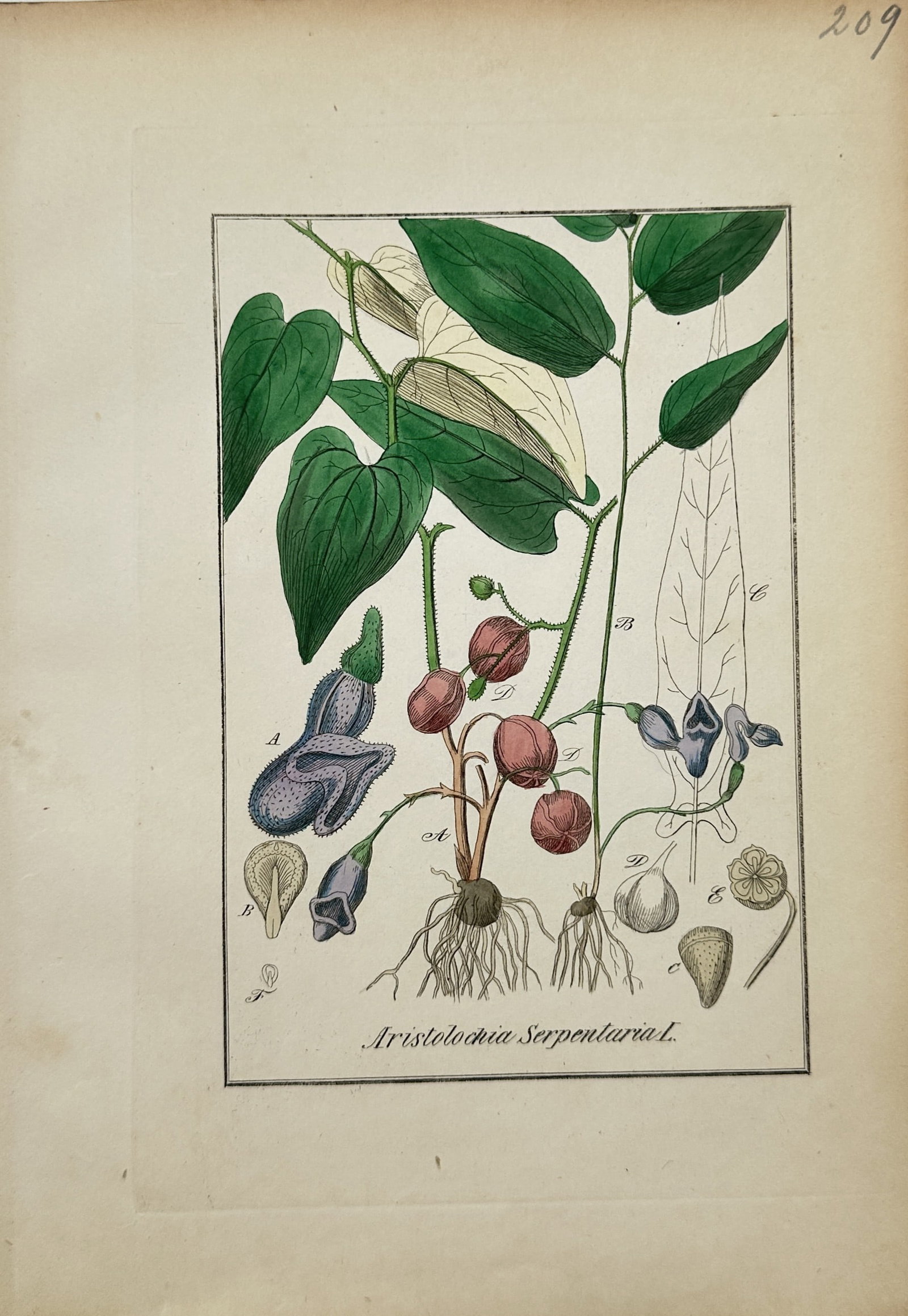 Max Schulze – Botanical Study of Virginia Snakeroot – Lithograph (19th Century): "Virginia Snakeroot" presents a detailed botanical study illustrating the cordate foliage, root system, distinctive curved tubular flowers, seed capsules, and anatomical dissections of the snakeroot p