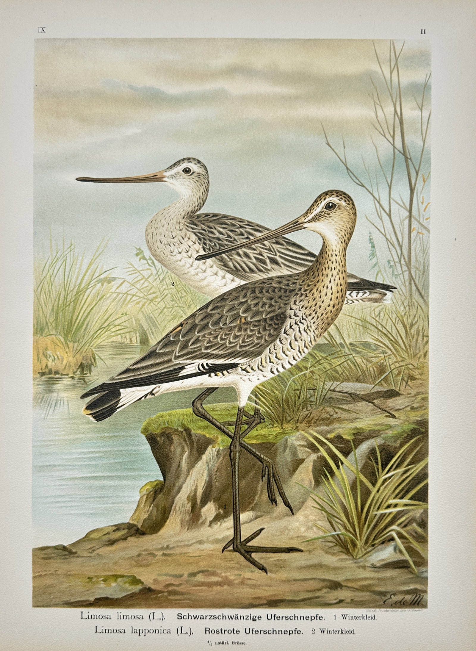 Johann Friedrich Naumann – Ornithological Study of the Black-Tailed and Bar-Tailed Godwits: "Black-Tailed Godwit and Bar-Tailed Godwit" presents a detailed ornithological study illustrating two wading godwits in winter plumage standing near marsh grasses along a tranquil wetland shore. The c