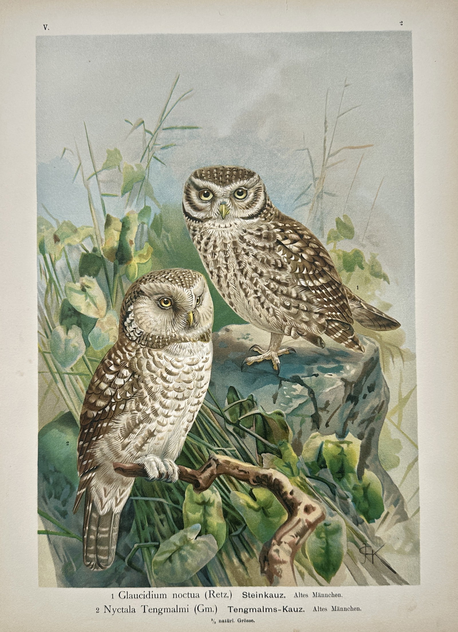 Johann Friedrich Naumann – Ornithological Study of the Little Owl and Boreal Owl – Lithograph (1 of 2)