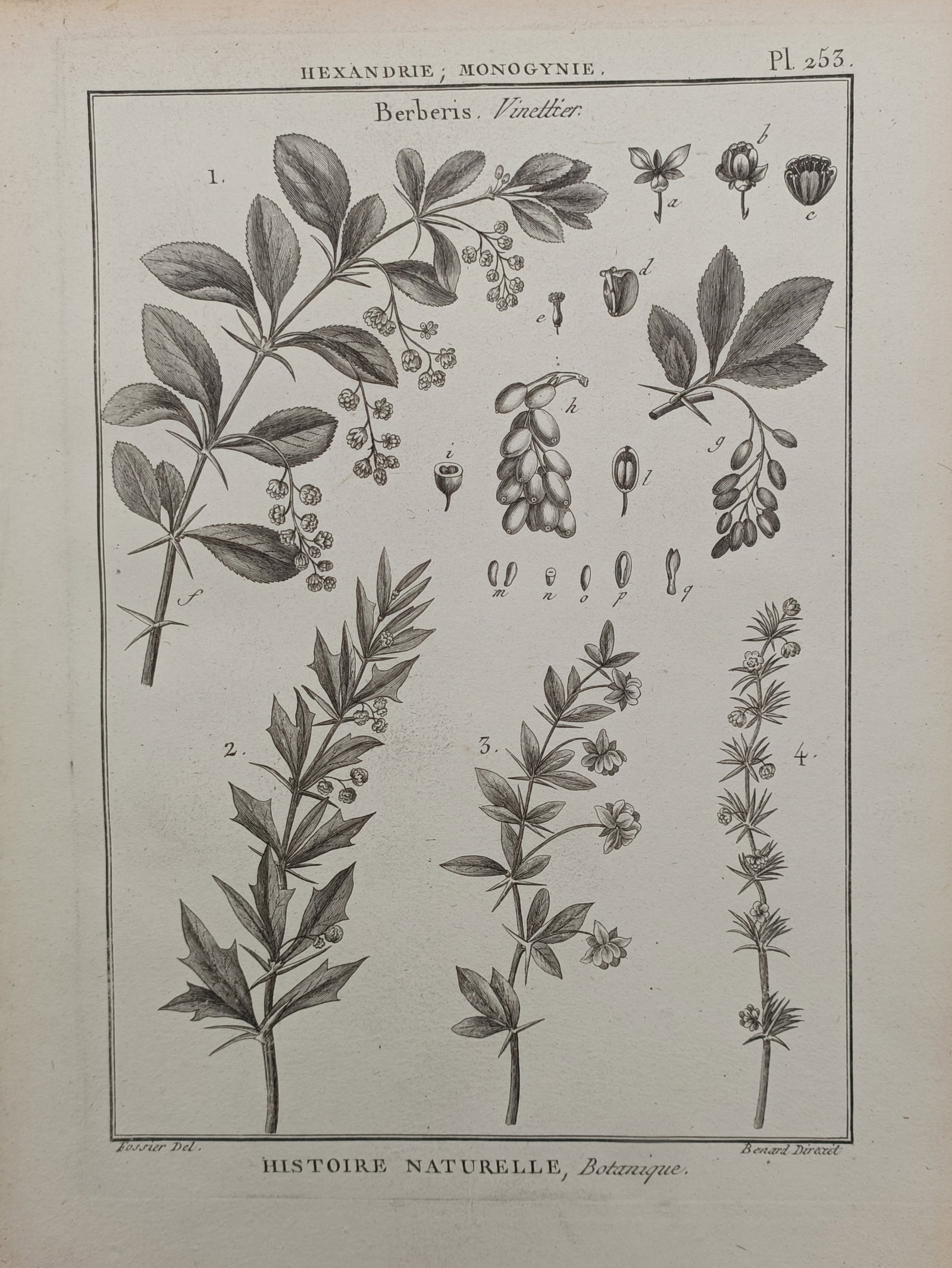 Robert Bénard – Barberry Varieties and Botanical Dissections – Engraving (18th Century): "Berberis. Vinettier" presents an eighteenth-century botanical print illustrating several barberry branches with varying leaf structures, clustered berries, and precise anatomical dissections. The cop