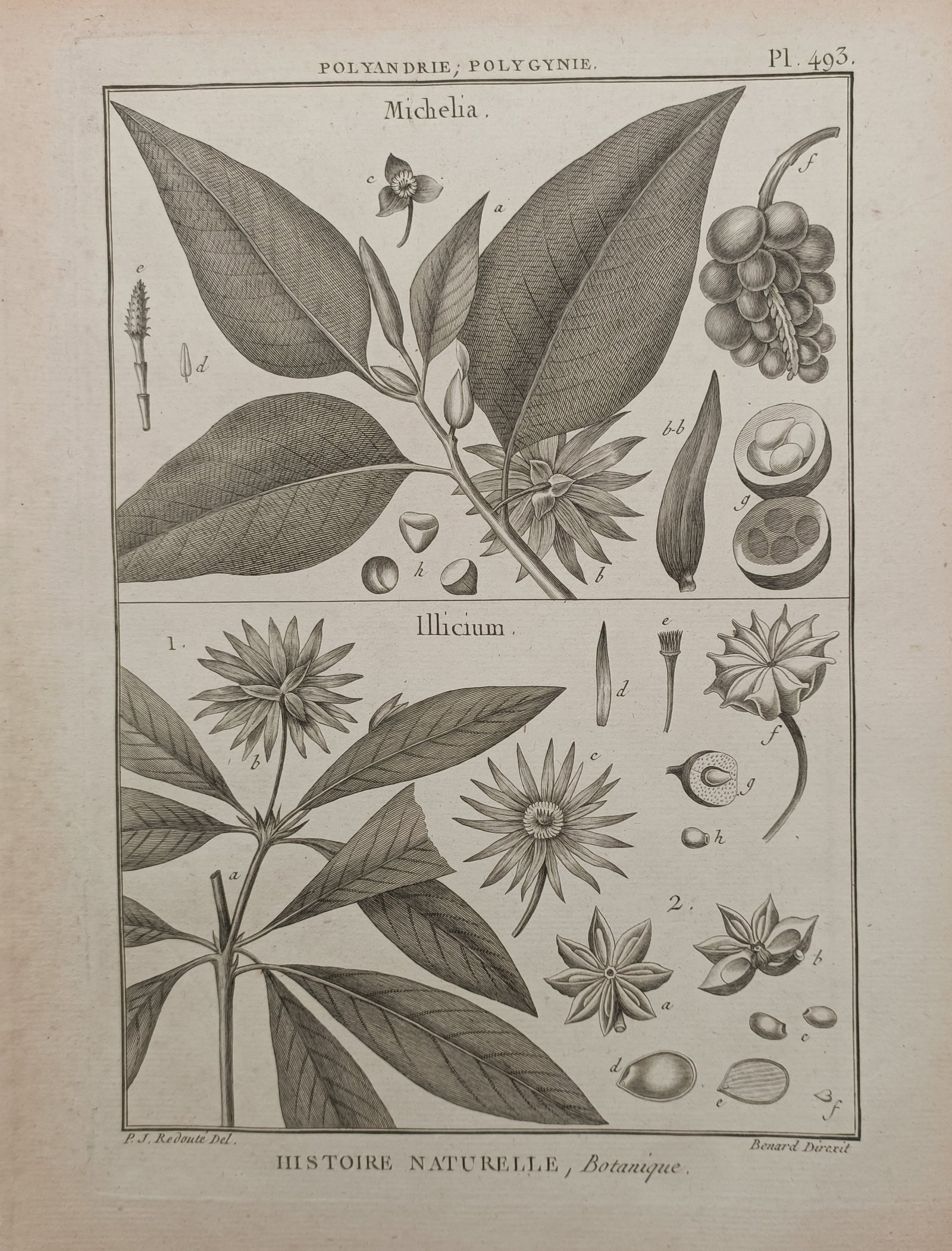 Robert Bénard – Michelia and Star Anise – Engraving (18th Century): "Michelia / Illicium" presents an eighteenth-century botanical print illustrating the flowering branches, foliage, and comprehensive structural dissections of Michelia and Star Anise plants. The coppe