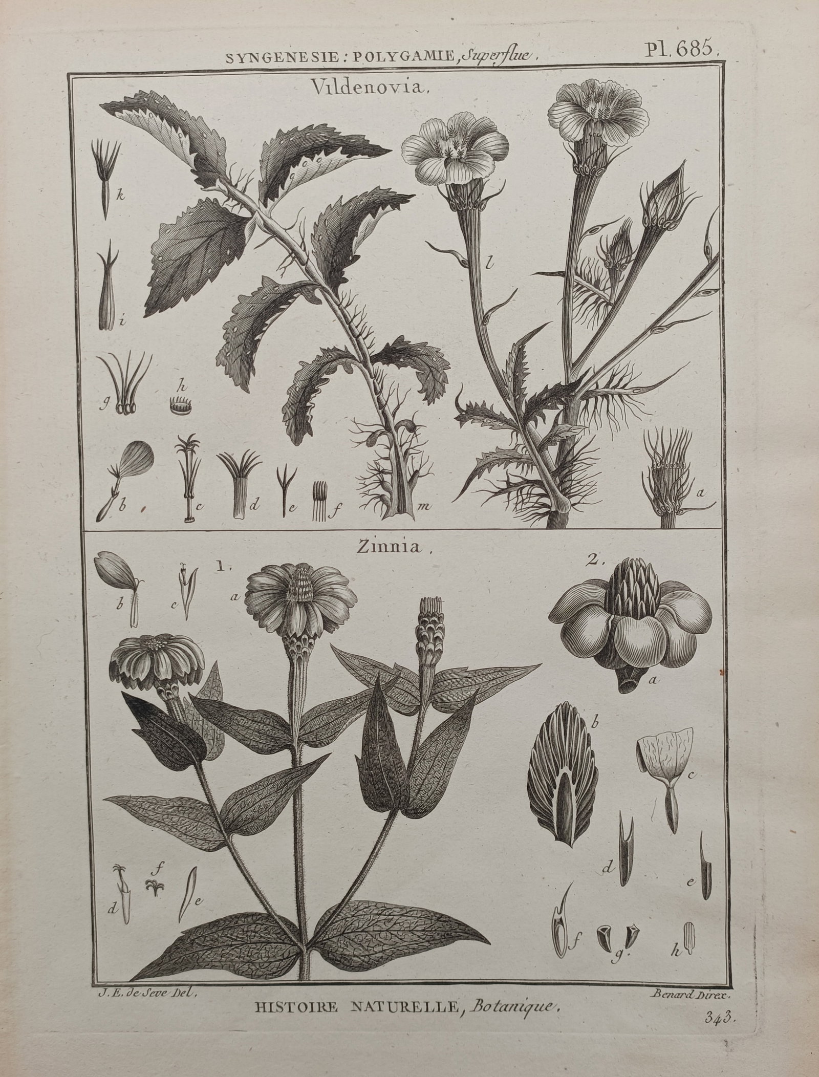Robert Bénard – Willdenowia and Zinnia – Engraving (18th Century): "Vildenovia / Zinnia" presents an eighteenth-century botanical study illustrating the flowering stems, foliage, and intricate floral dissections of wild composite and zinnia varieties. The copperplate