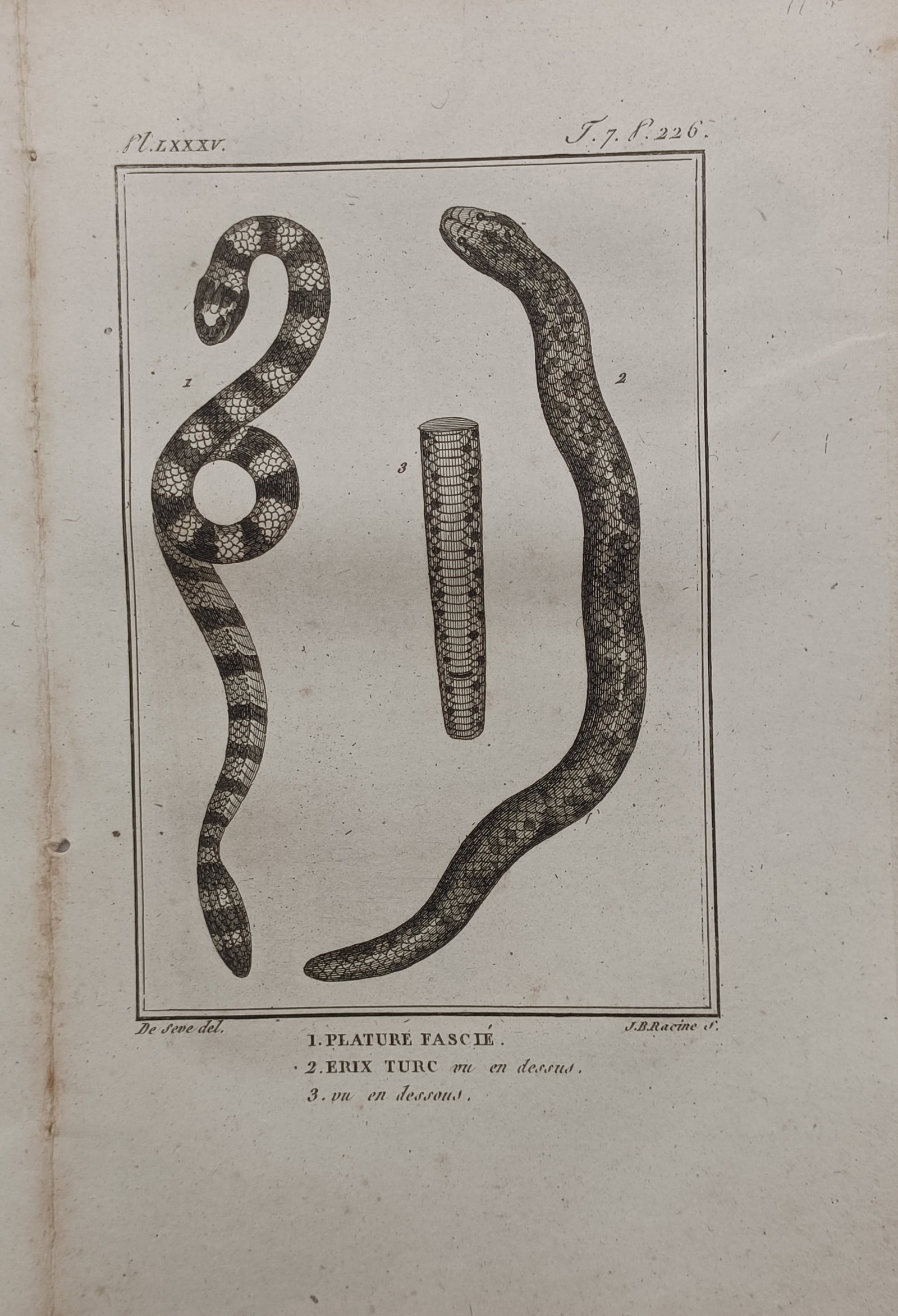 Georges-Louis Leclerc, Comte de Buffon – Banded Sea Krait and Javelin Sand Boa – Engraving (1 of 2)