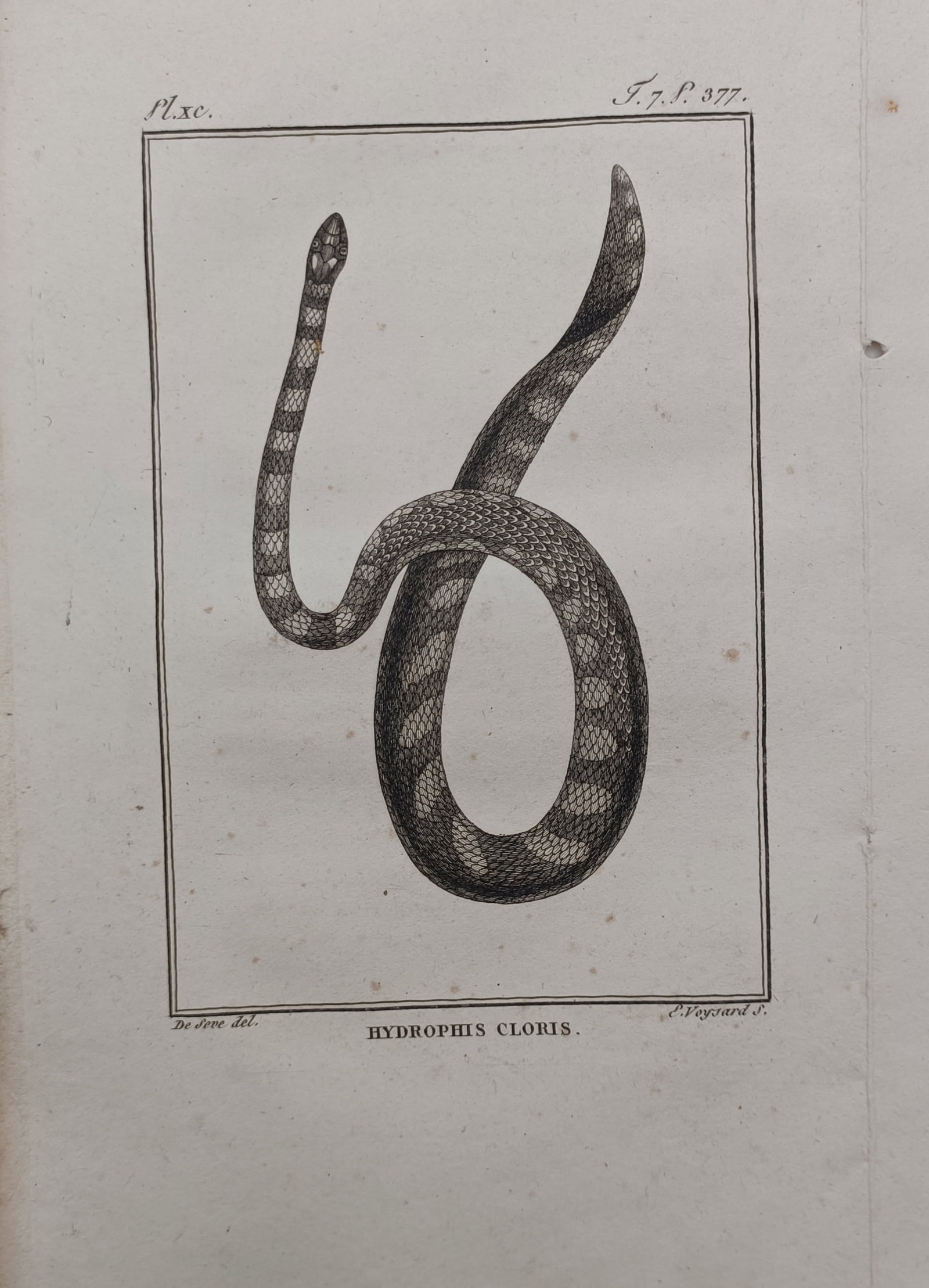 Georges-Louis Leclerc, Comte de Buffon – Slender-Necked Sea Snake – Engraving (18th Century) (1 of 2)