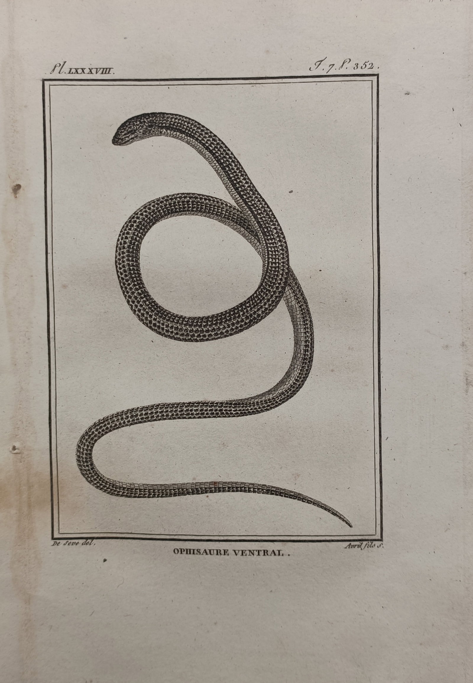 Georges-Louis Leclerc, Comte de Buffon – Eastern Glass Lizard – Engraving (18th Century) (1 of 2)