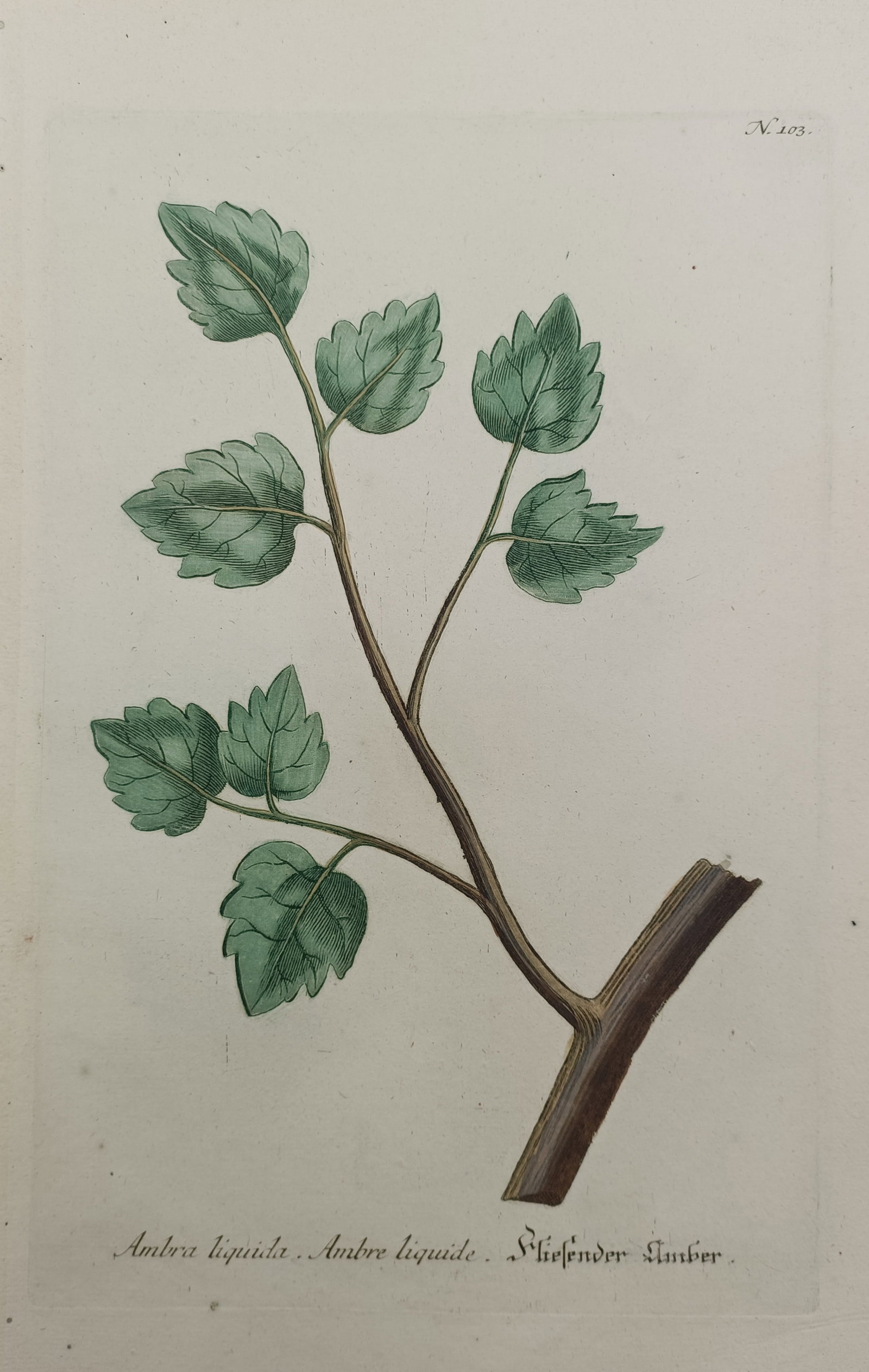 Johann Wilhelm Weinmann – Liquid Amber – Engraving (18th Century): "Ambra Liquida / Ambre Liquide" presents an eighteenth-century botanical study illustrating a leafy branch of the liquid amber tree with distinctive lobed foliage and detailed venation patterns. The h
