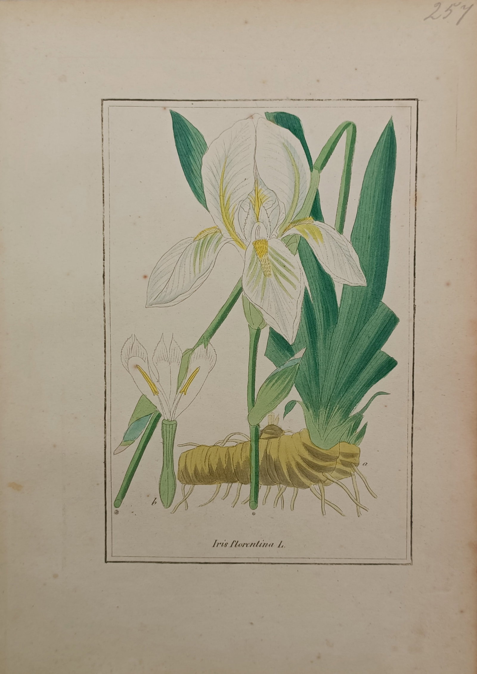 Jacob Sturm – Florentine Iris – Hand-Colored Engraving (18th Century) (1 of 2)