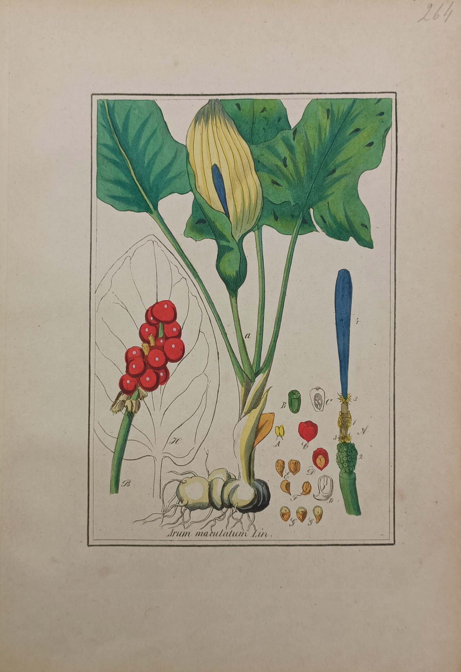 Jacob Sturm – Lords-and-Ladies or Cuckoo Pint – Hand-Colored Engraving (18th Century): "Arum Maculatum Lin." presents an eighteenth-century botanical study illustrating the speckled foliage, spathe, spadix, tuberous root, and cluster of ripe red berries of the cuckoo pint plant. The han