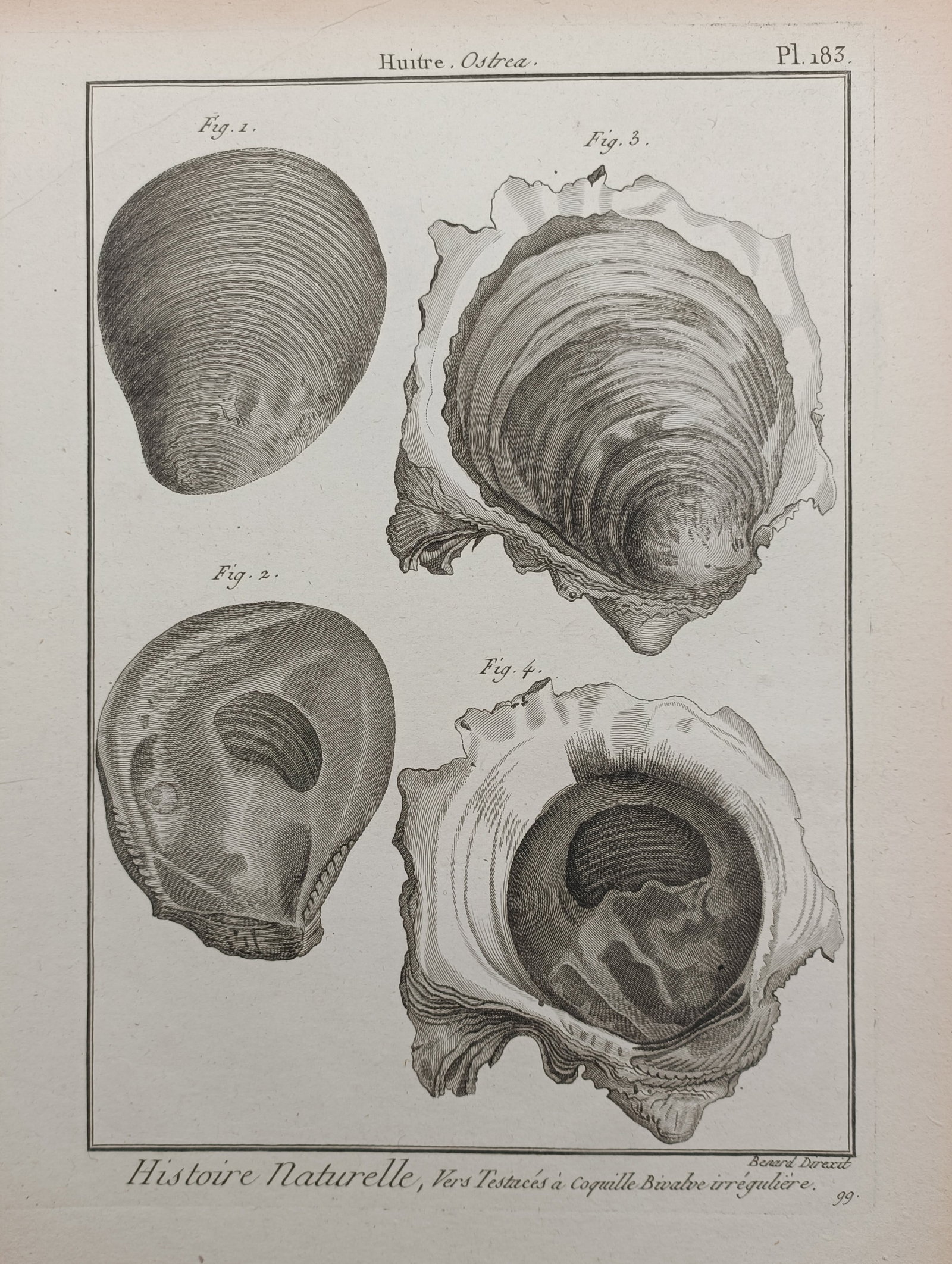 Robert Bénard – Oyster Shells – Engraving (18th Century) (1 of 2)